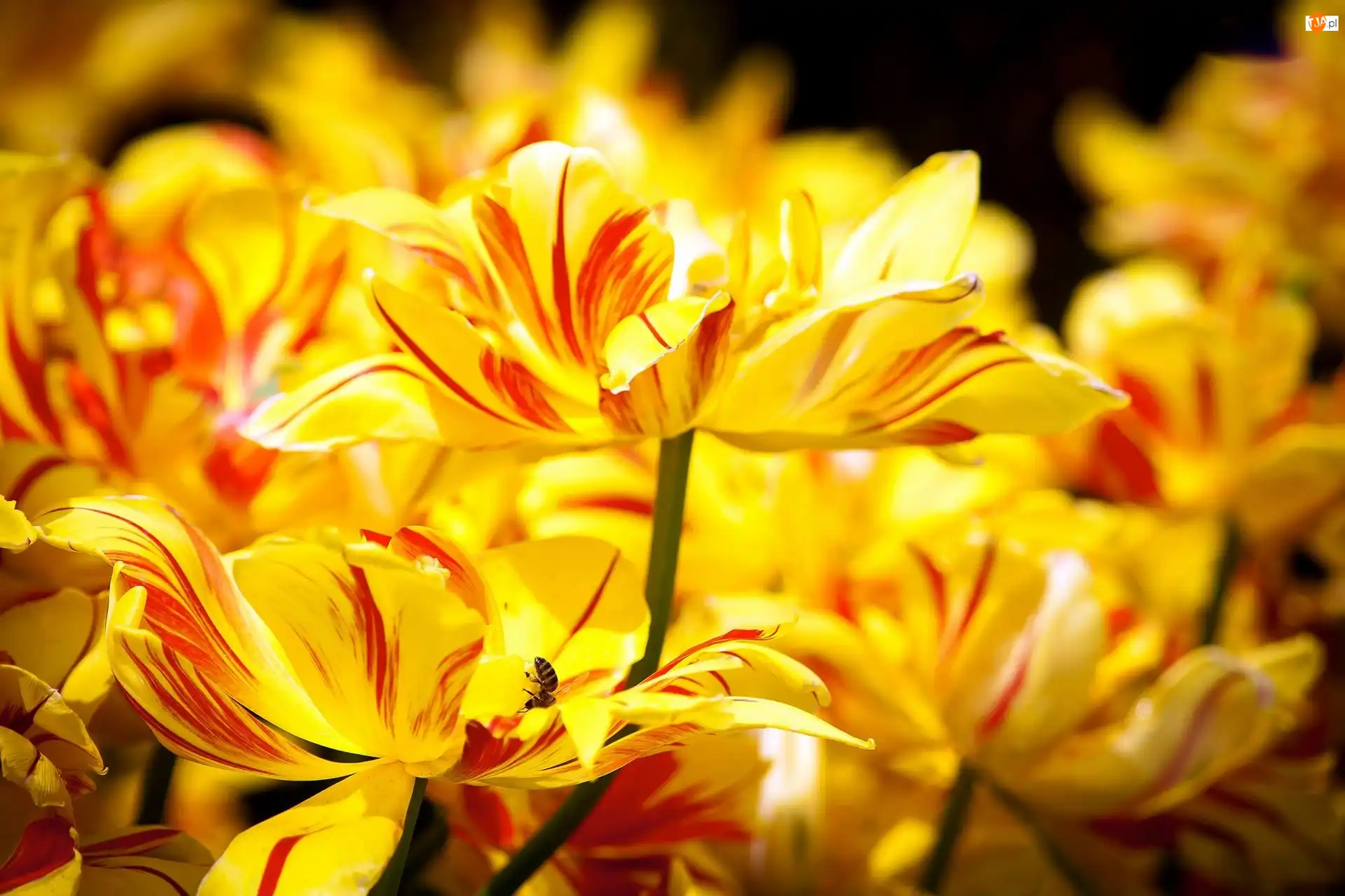 Tulipany, Żółte, Rozkwitnięte