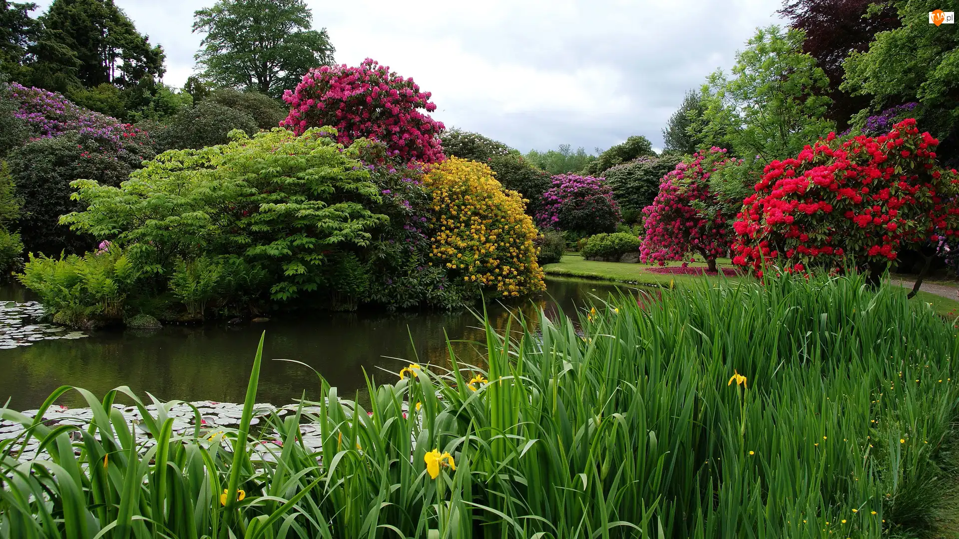Drzewa, Anglia, Ogród Biddulph Grange, Staw, Biddulph, Rośliny, Kwiaty, Park