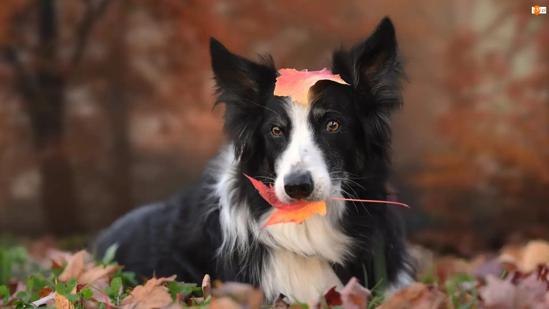 Border collie, Liście, Pies