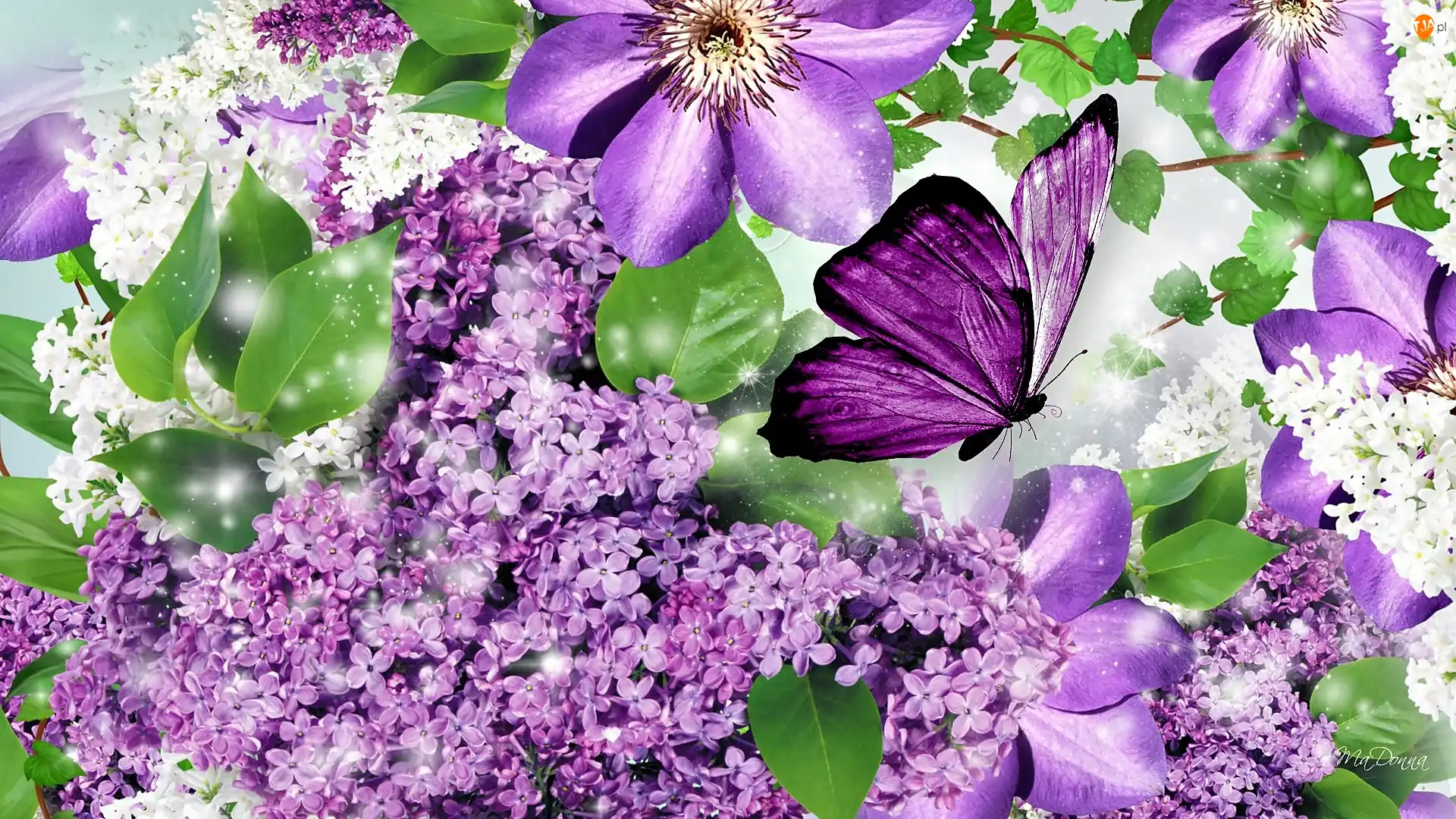 Motyl, Bez, Clematis