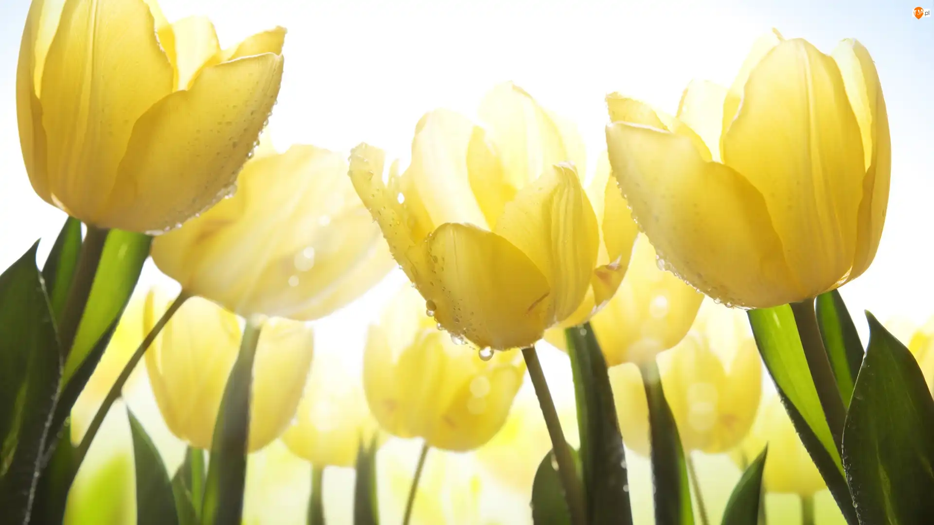 Kwiaty, Żółte, Tulipany