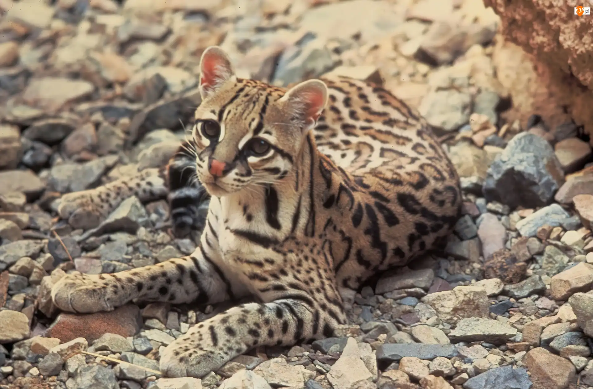 Kamienie, Młody, Ocelot