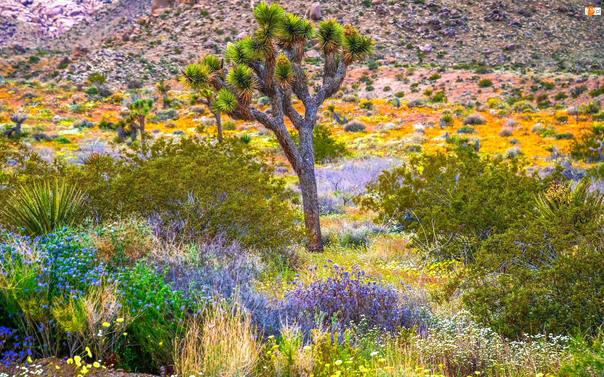 Kwiaty, Park Narodowy Joshua Tree, Roślinność, Kalifornia, Jukka krótkolistna, Krzewy, Stany Zjednoczone, Drzewo Jozuego