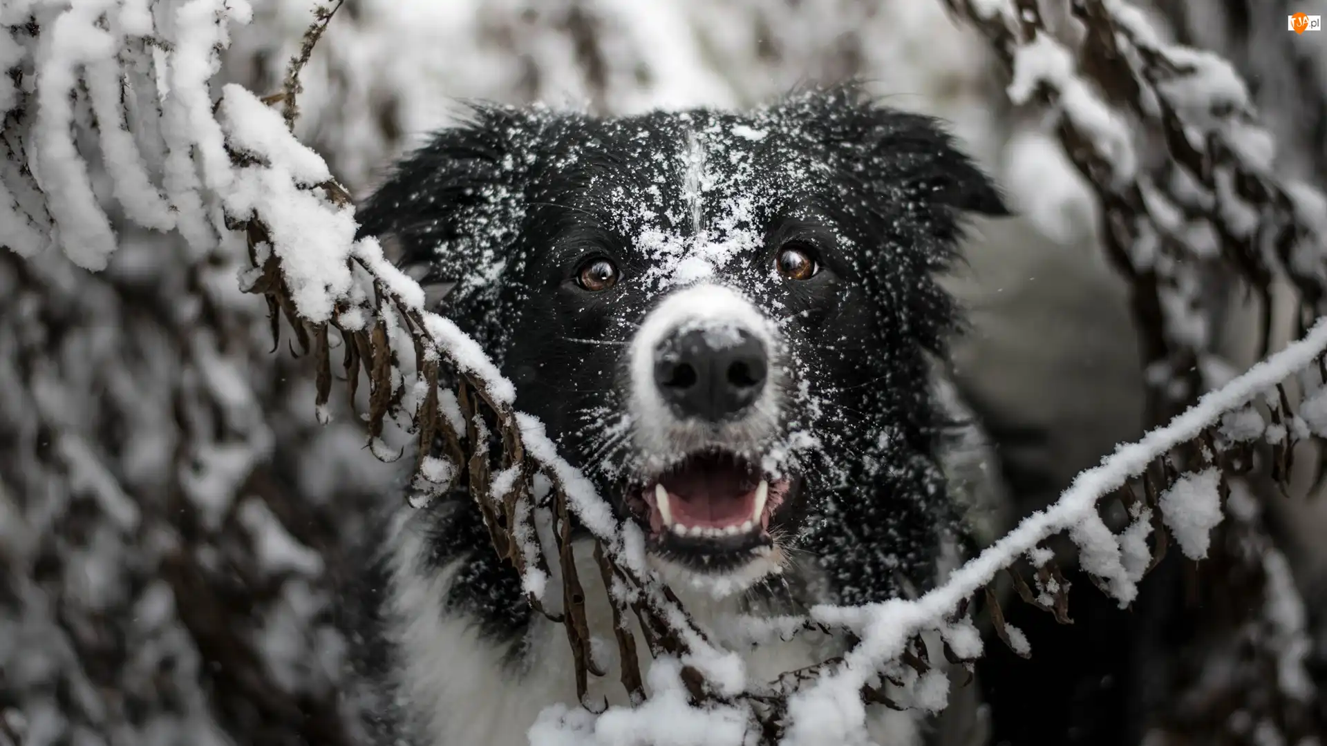 Mordka, Śnieg, Border collie, Pies, Gałązki