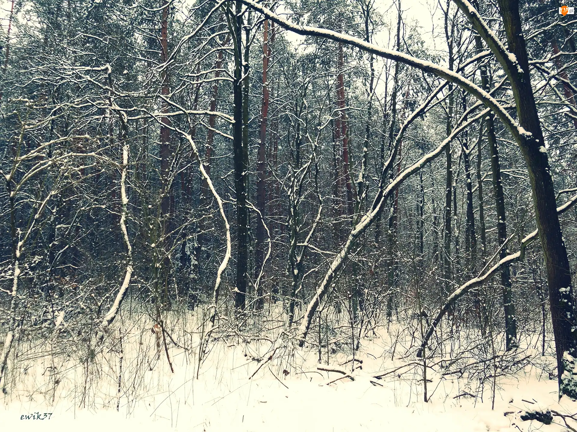 Zima, Las