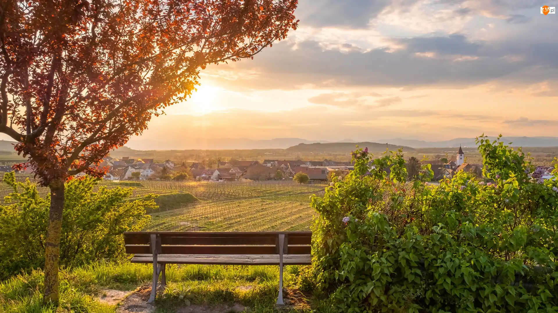 Niemcy, Domy, Bischoffingen, Pola, Wzgórza, Wschód słońca, Drzewo, Kaiserstuhl, Ławka, Badenia-Wirtembergia