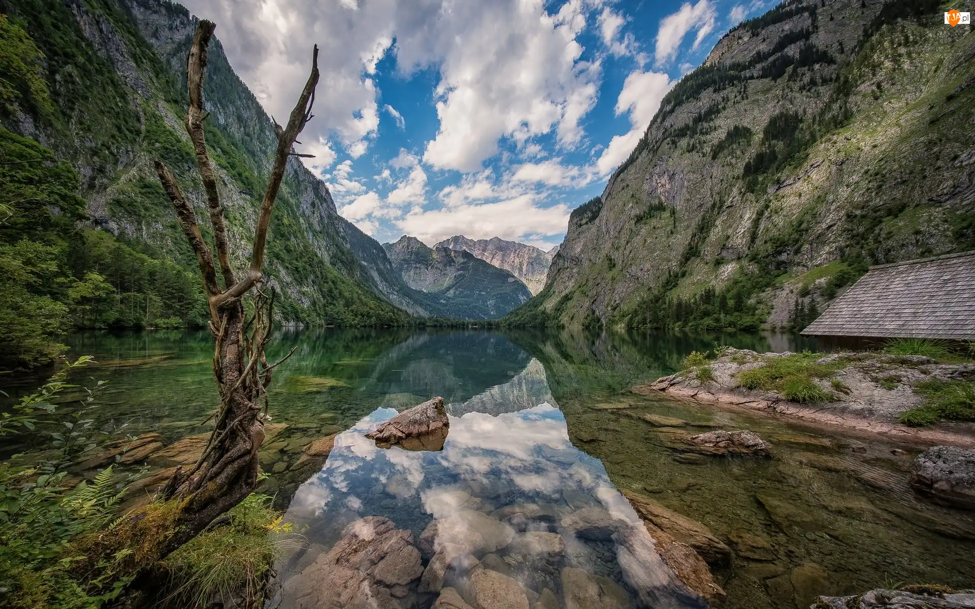 Niemcy, Góry, Bawaria, Drzewo, Park Narodowy Berchtesgaden, Alpy, Chmury, Jezioro Obersee, Uschnięte