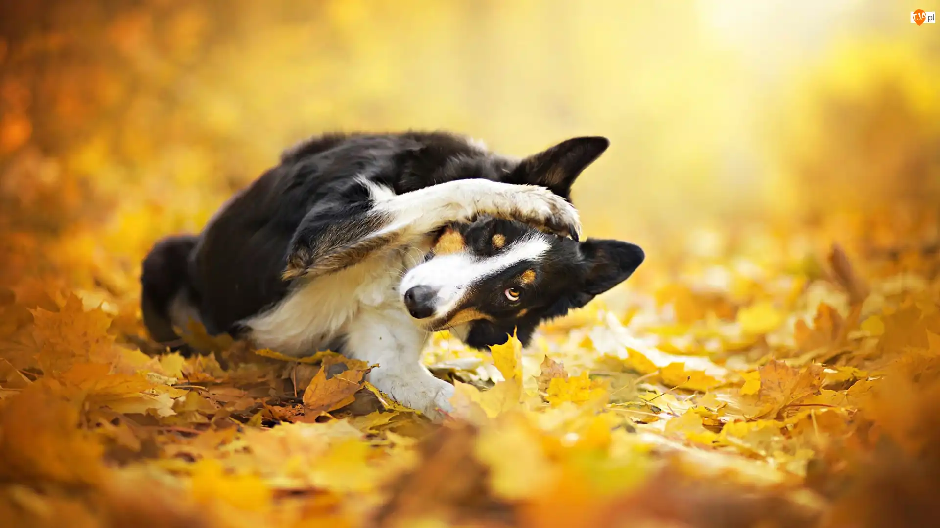 Liście, Pies, Border collie, Żółte