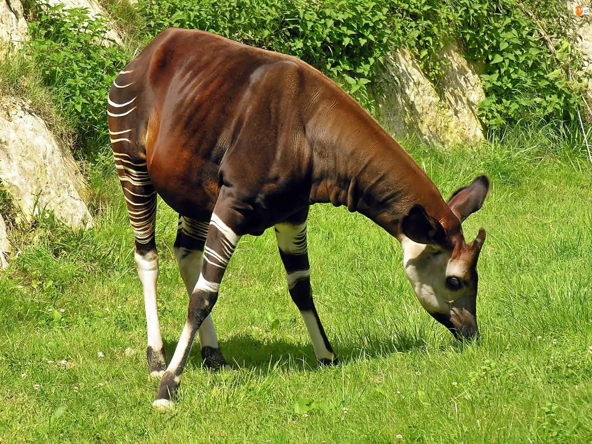Roślinność, Cień, Okapi, Lato, Światło