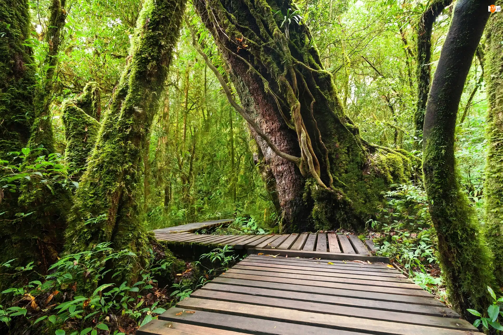 Drewniany, Pomost, Tajlandia, Las tropikalny, Chiang Mai, Park Narodowy Doi Inthanon, Tajlandia