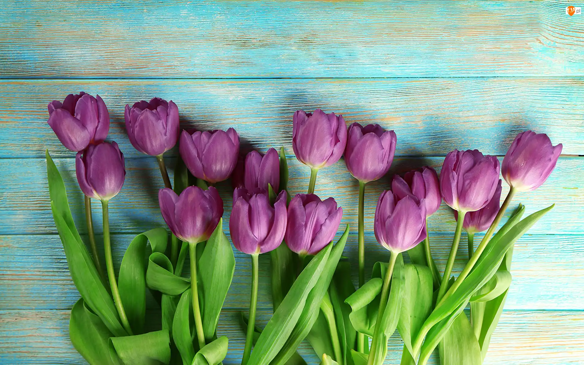 Fioletowe, Deski, Tulipany, Kwiaty, Kolorowe