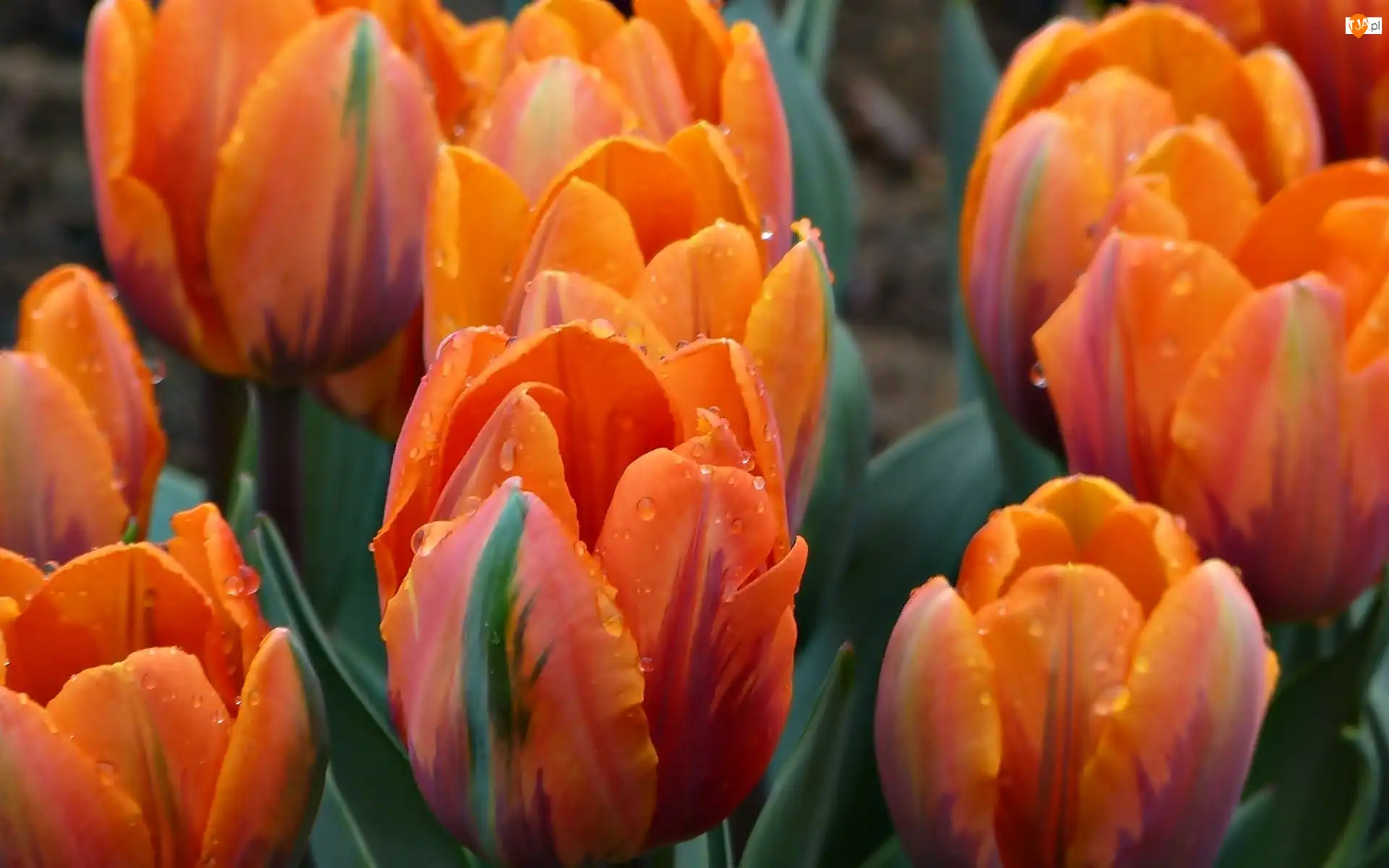 Tulipany, Pomarańczowe