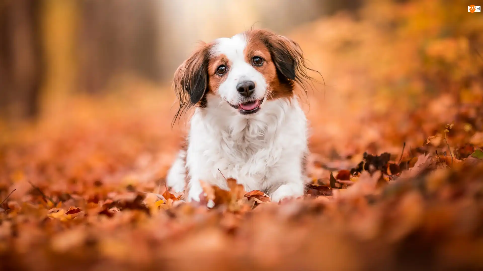 Kooikerhondje, Liście, Płochacz holenderski, Pies, Mordka