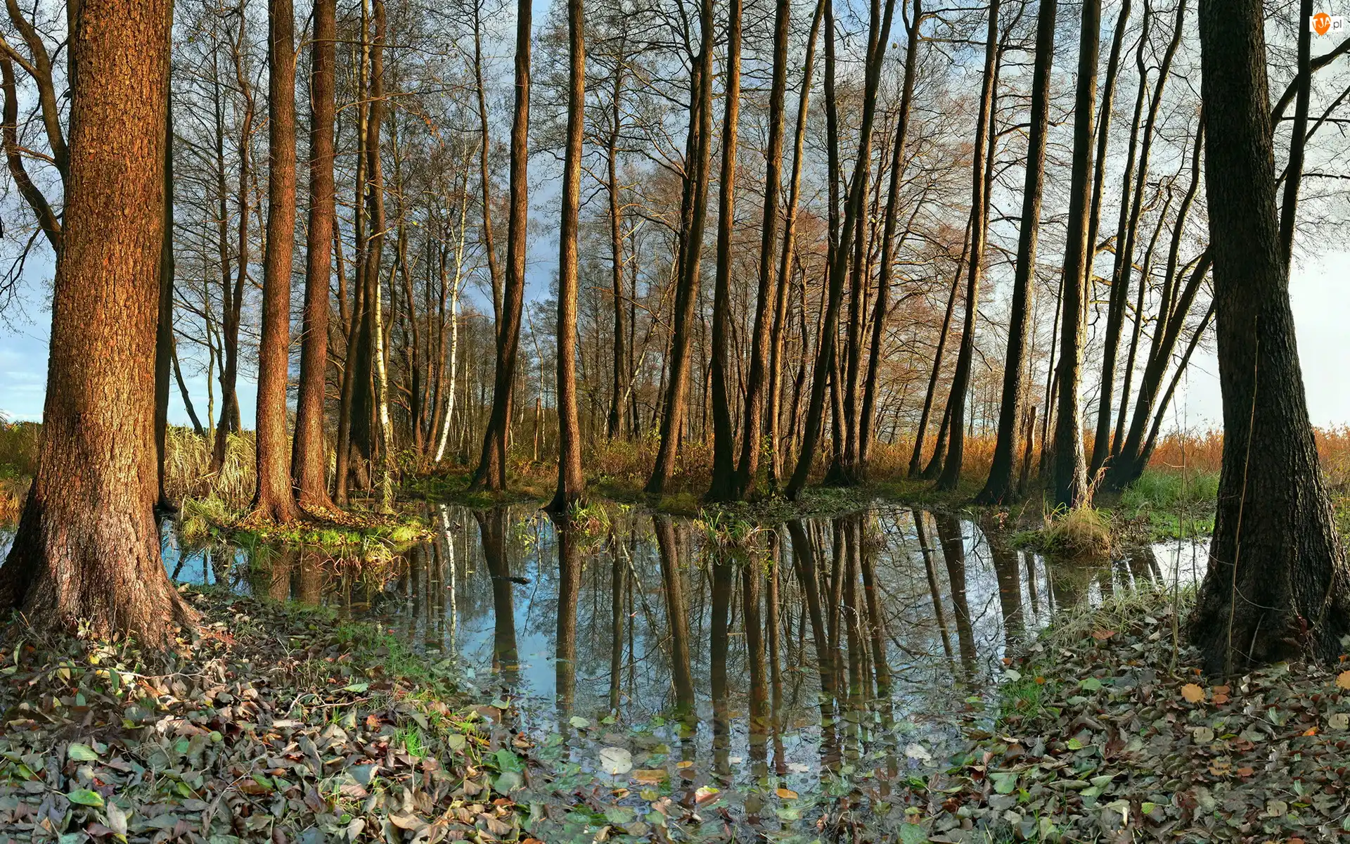 Drzewa, Woda, Jesień, Odbicie, Liście, Trawa