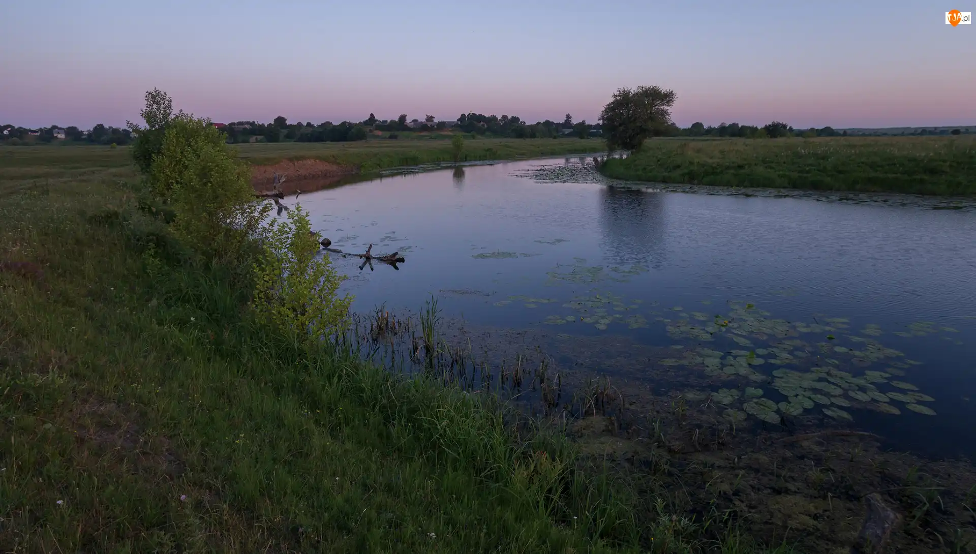 Rośliny, Staw, Drzewa, Trawa