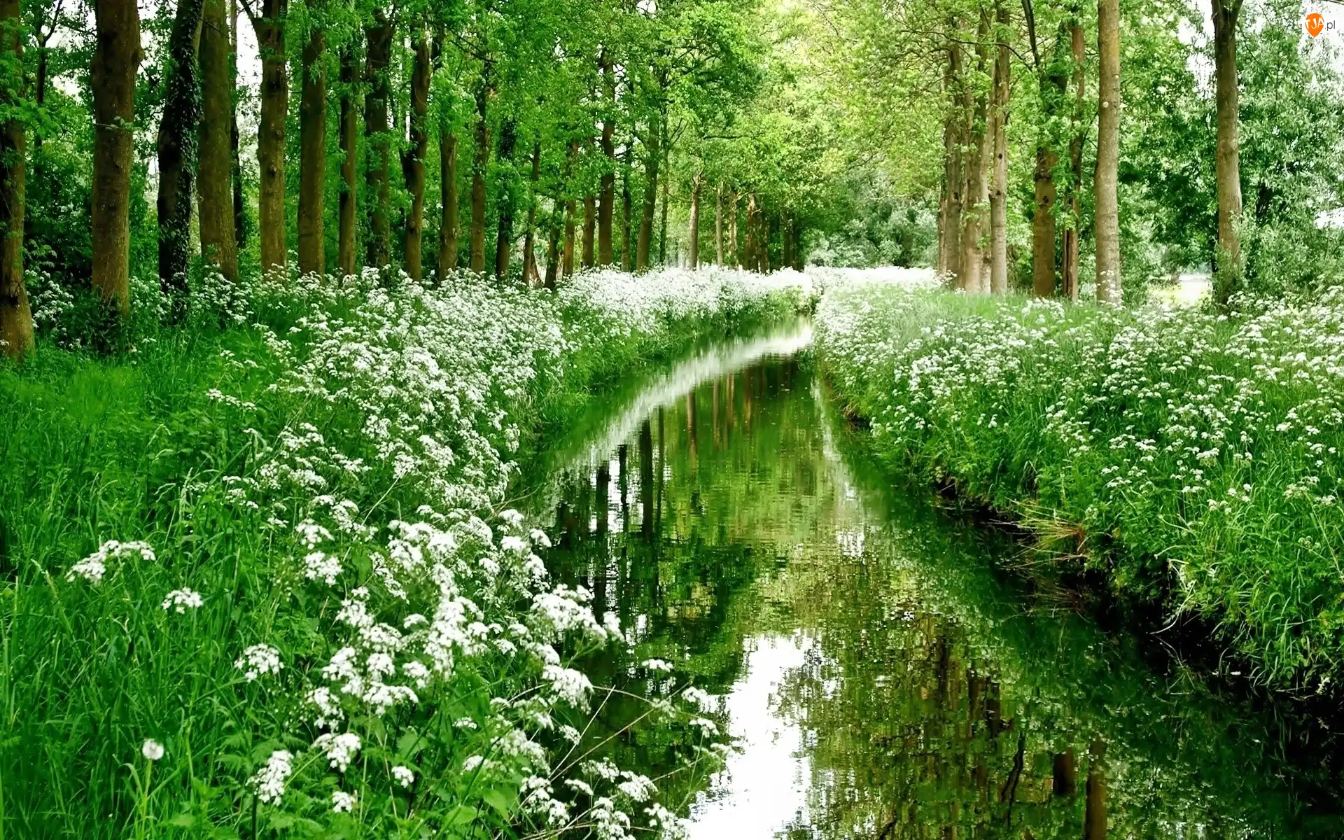 Kwiatki, Las, Rzeka