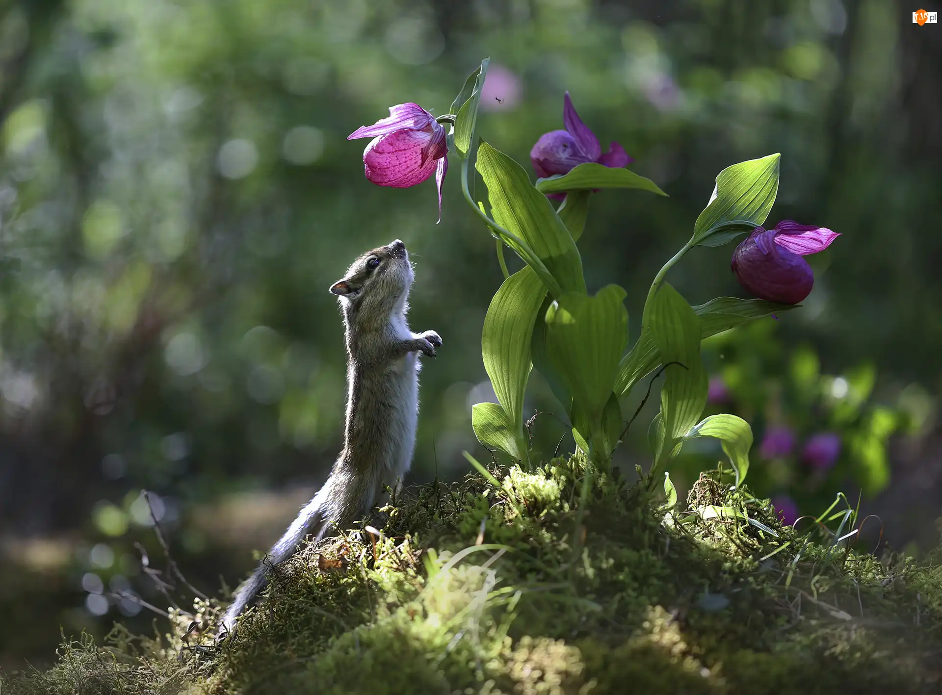 Kwiaty, Fioletowe, Pręgowiec, Światło, Liście, Chipmunk