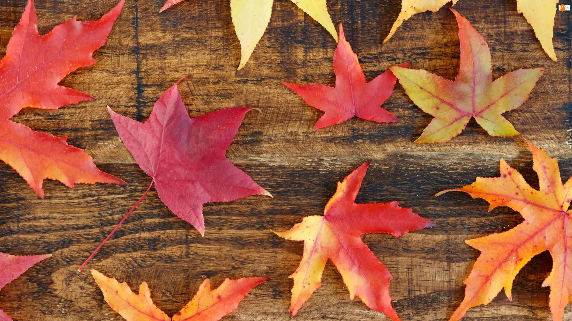 Deska, Jesienne, Liście, Klonu