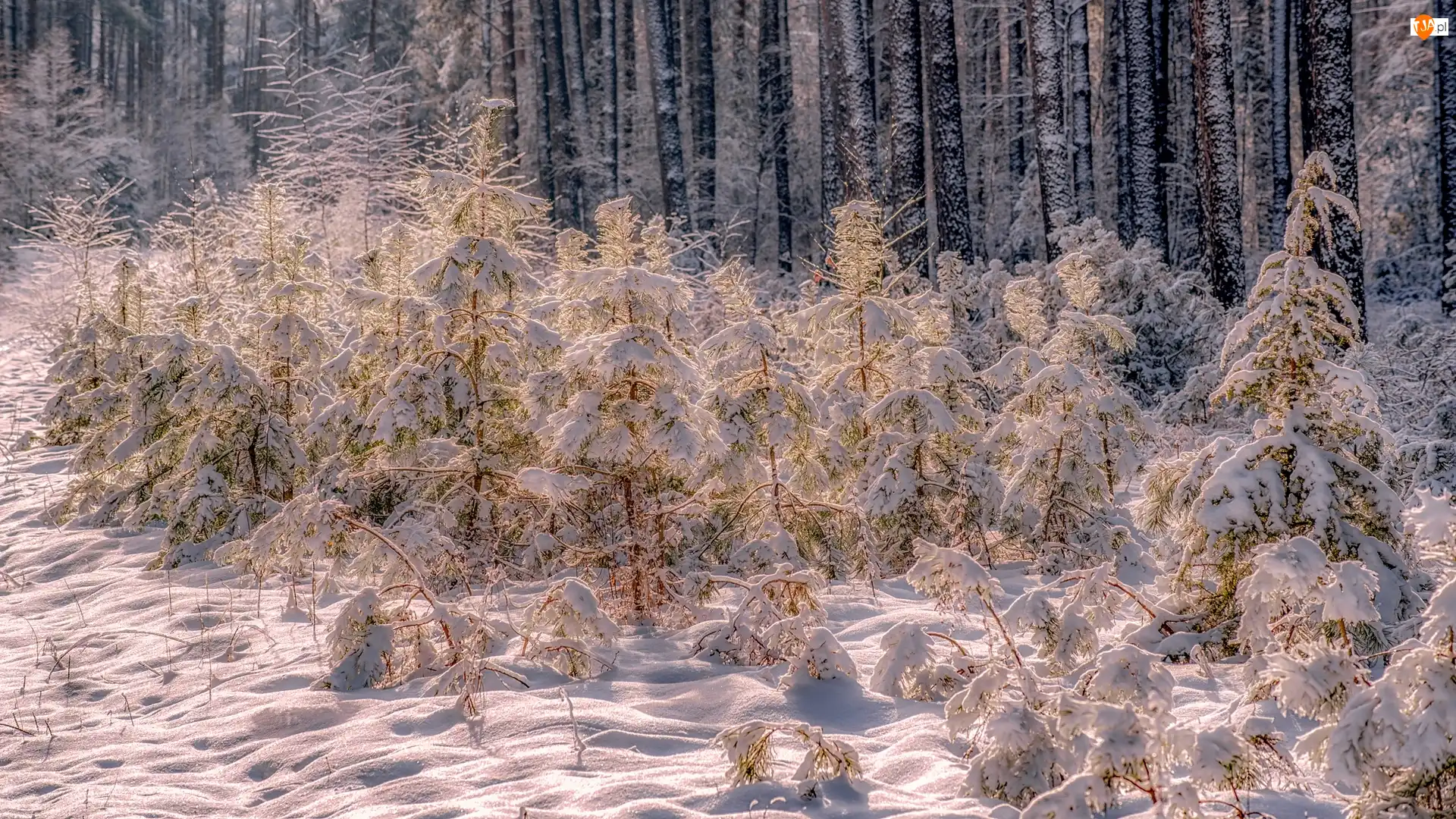 Młode, Drzewa, Poranek, Las, Zima, Śnieg, Krzewy