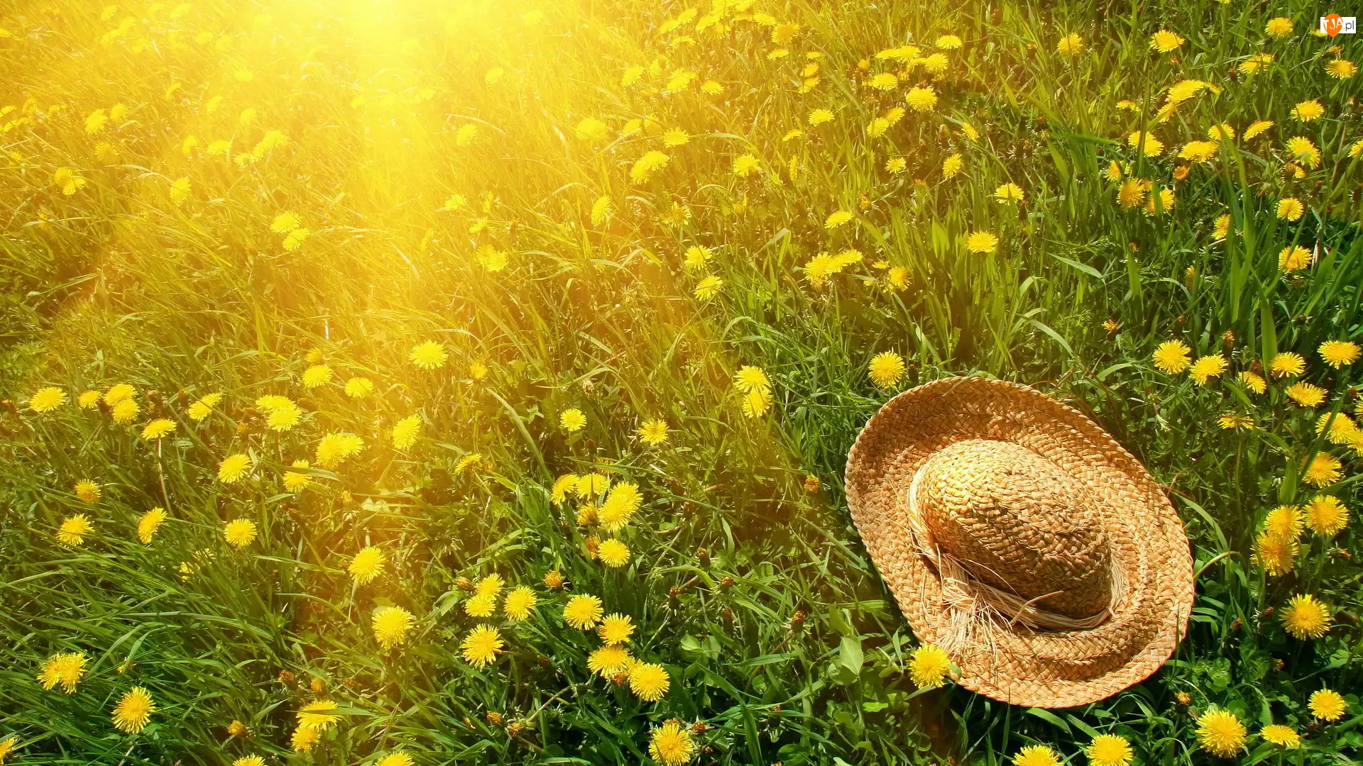 Mlecze, Promienie Słońca, Łąka, Kapelusz
