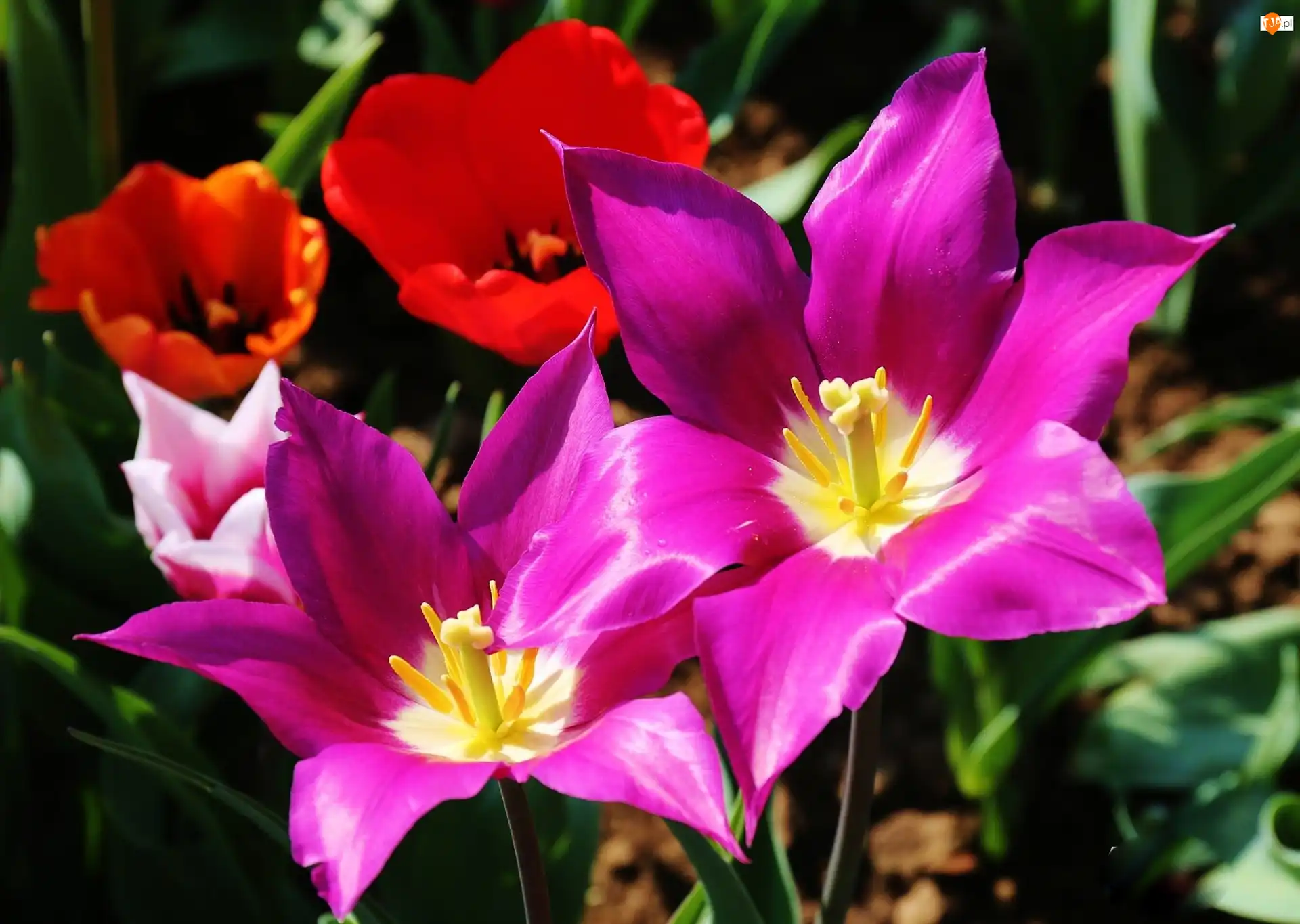 Pręciki, Kolorowe, Tulipany