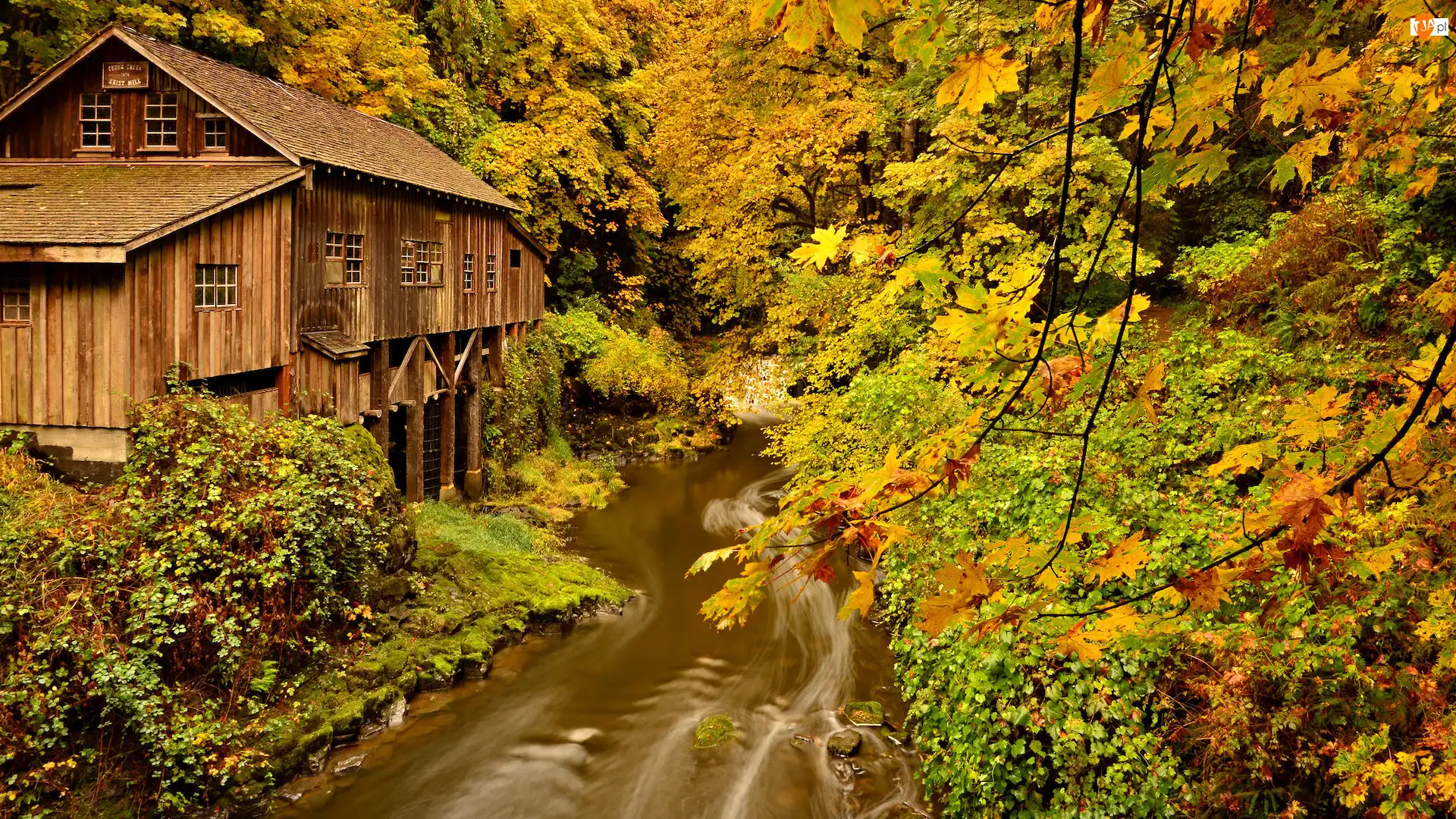 Stany Zjednoczone, Jesień, Woodland, Las, Cedar Creek Grist Mill, Młyn, Lewis River, Rzeka, Drzewa, Stan Waszyngton