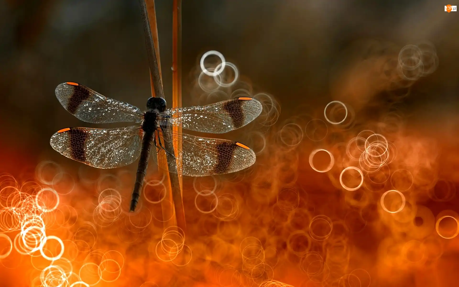 Makro, Ważka, Światło, Bokeh