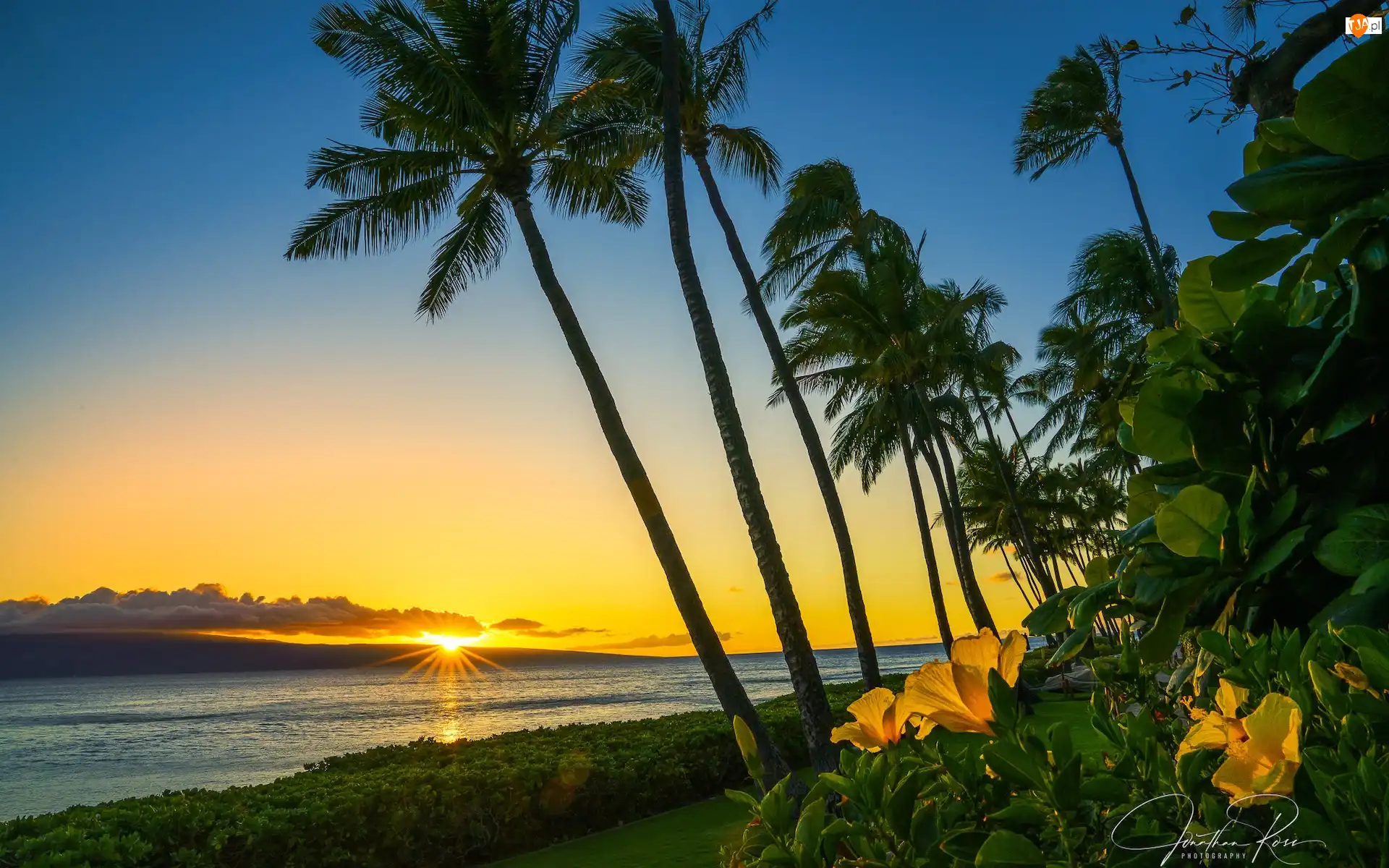 Zachód słońca, Hawaje, Kwiaty, Kaanapali Beach, Palmy, Wyspa Maui, Morze, Stany Zjednoczone, Plaża