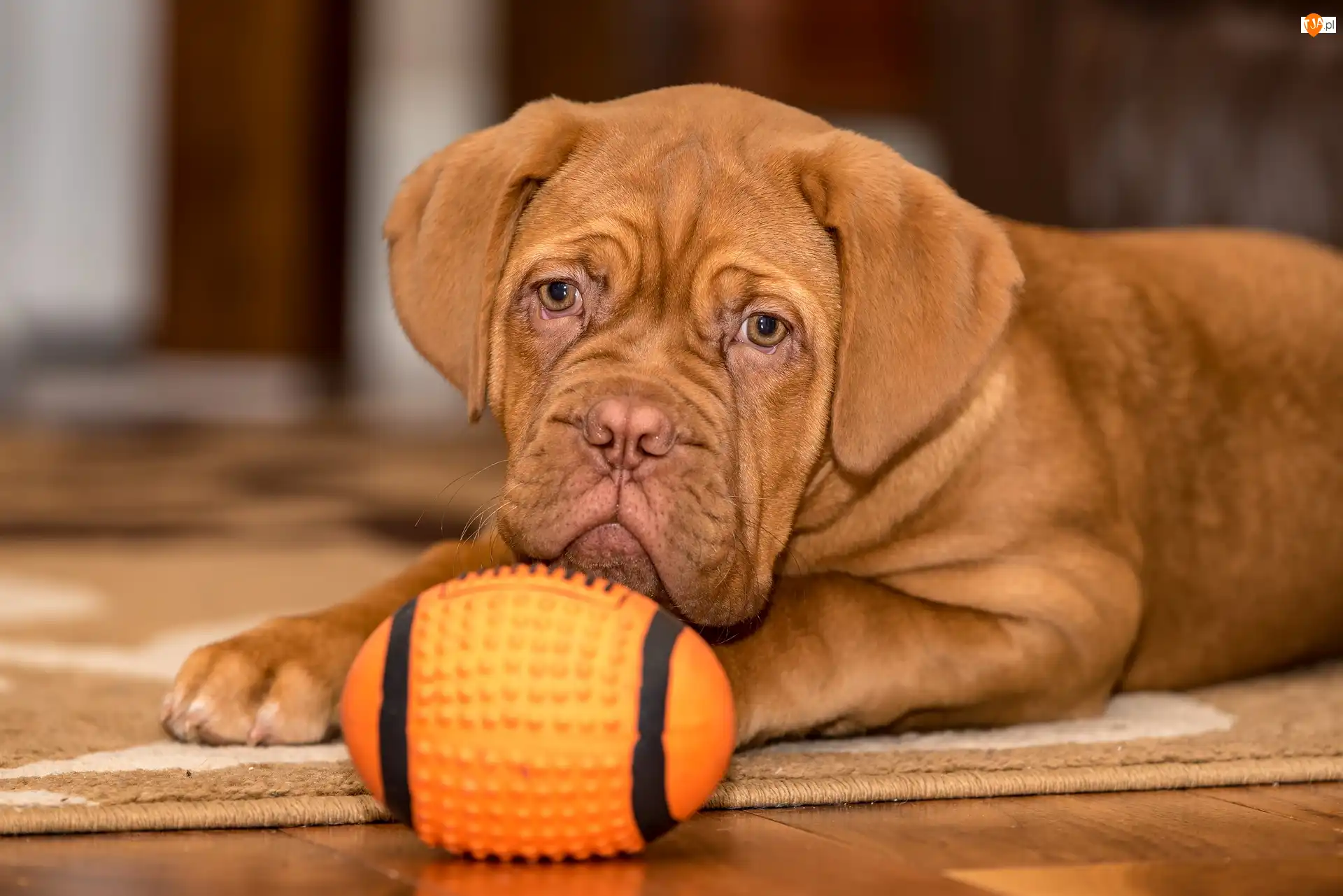 Zabawka, Pies, Szczeniak, Dog de Bordeaux