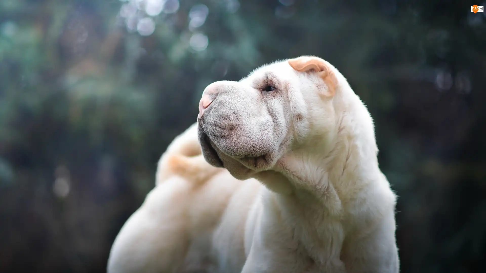 Pysk, Shar Pei, Głowa