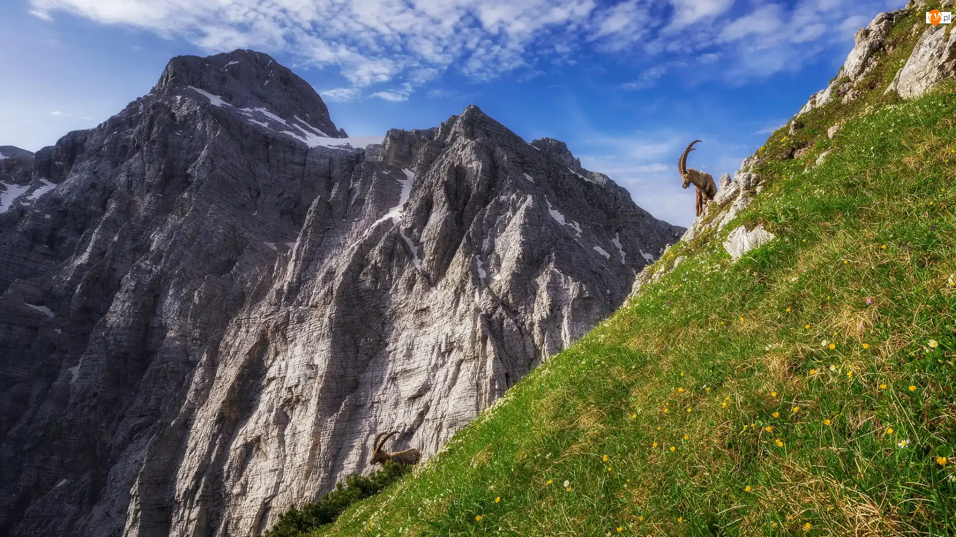 Alpy Julijskie, Góra Triglav, Słowenia, Góry, Koziorożce alpejskie, Dwa, Zbocze