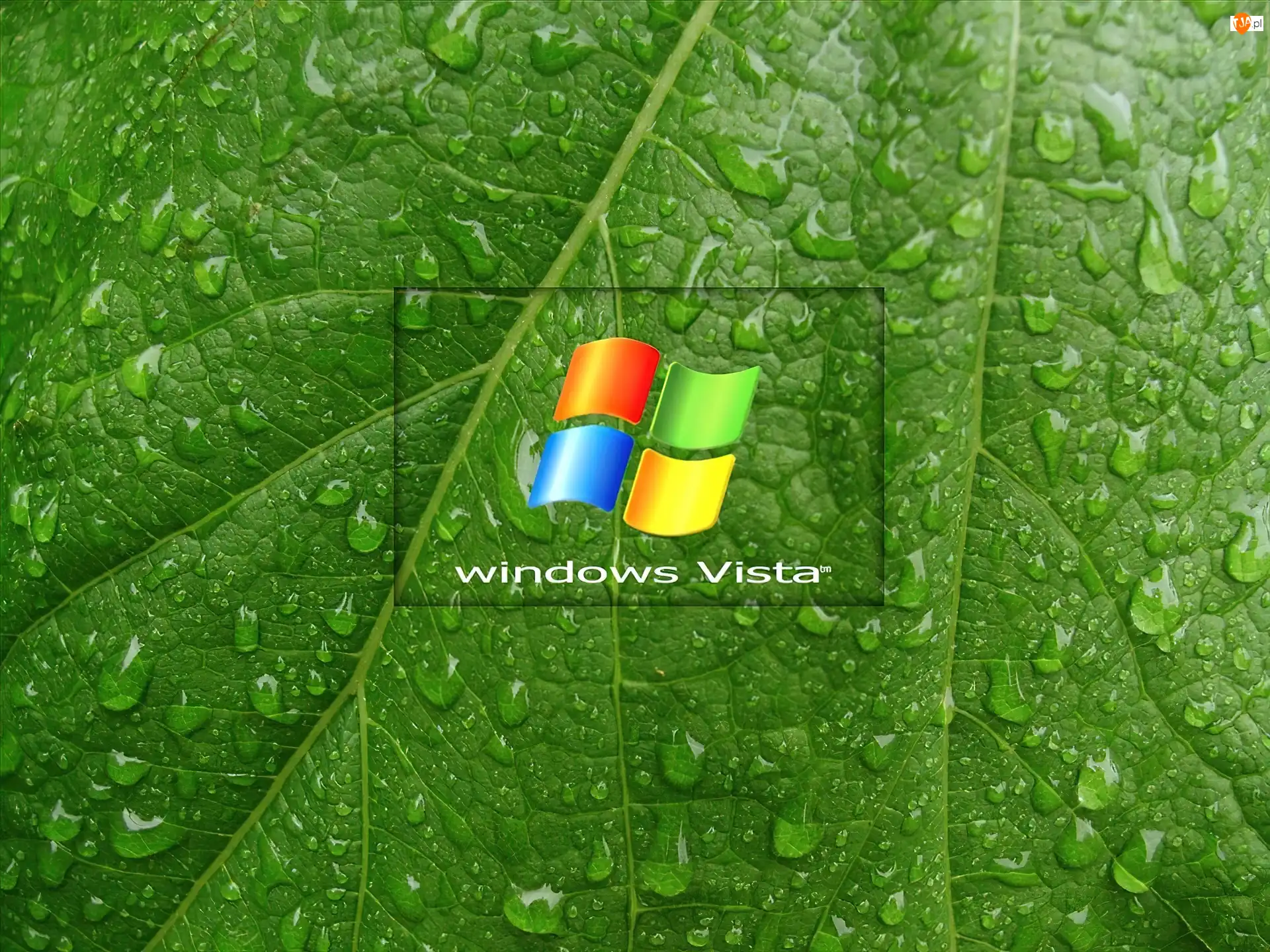 Liść, Wody, Vista, Windows, Krople