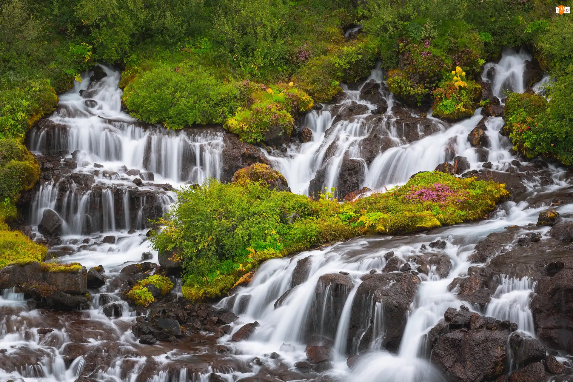Rośliny, Islandia, Hraunfossar, Wodospad, Zieleń