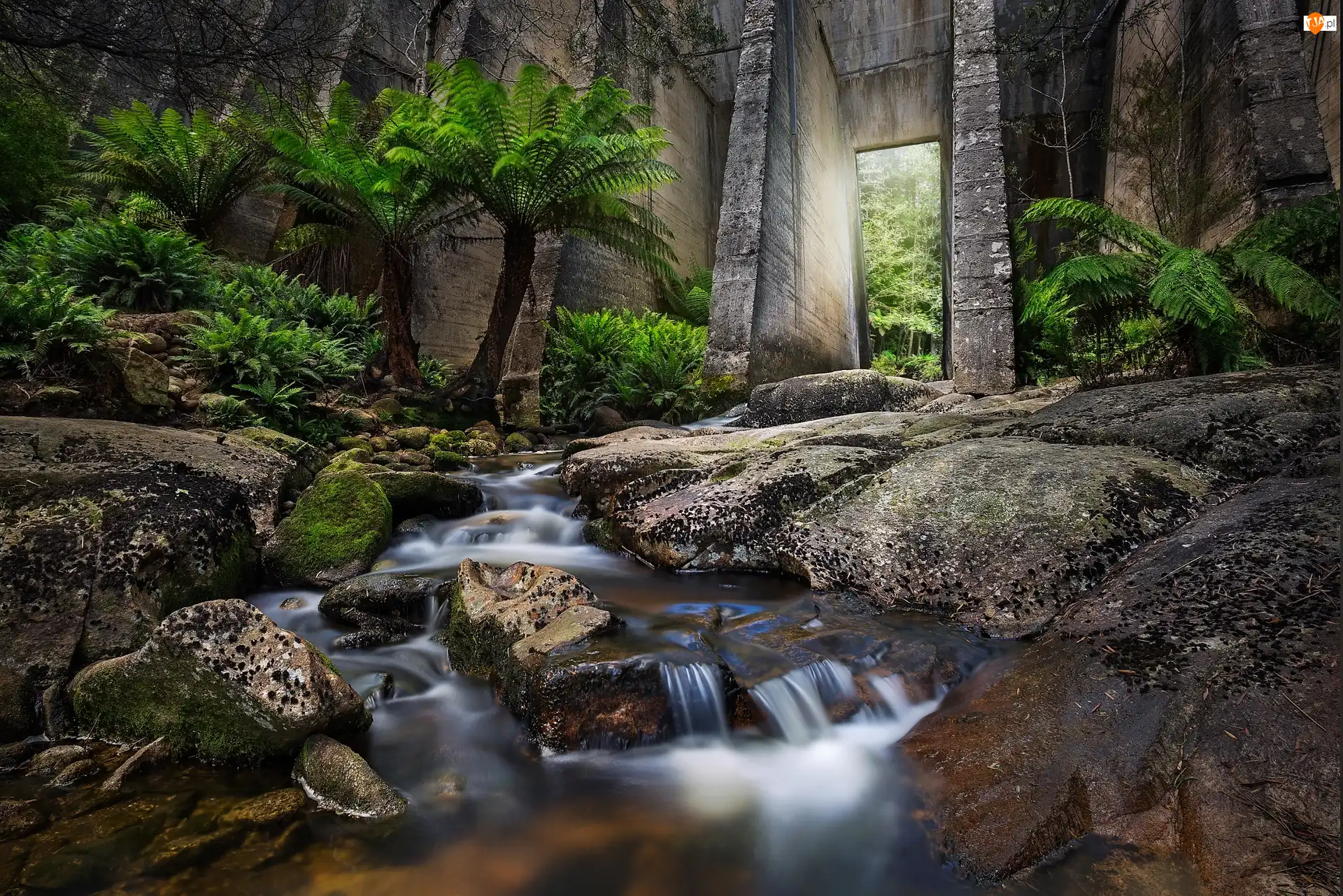 Palmy, Australia, Rzeka Cascade River, Kamienie, Tasmania, Roślinność, Strumień, Tama Mount Paris Dam