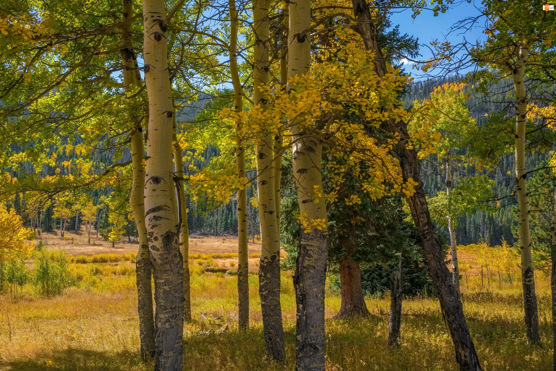 Topole osikowe, Liście, Las, Jesień, Pożółkłe