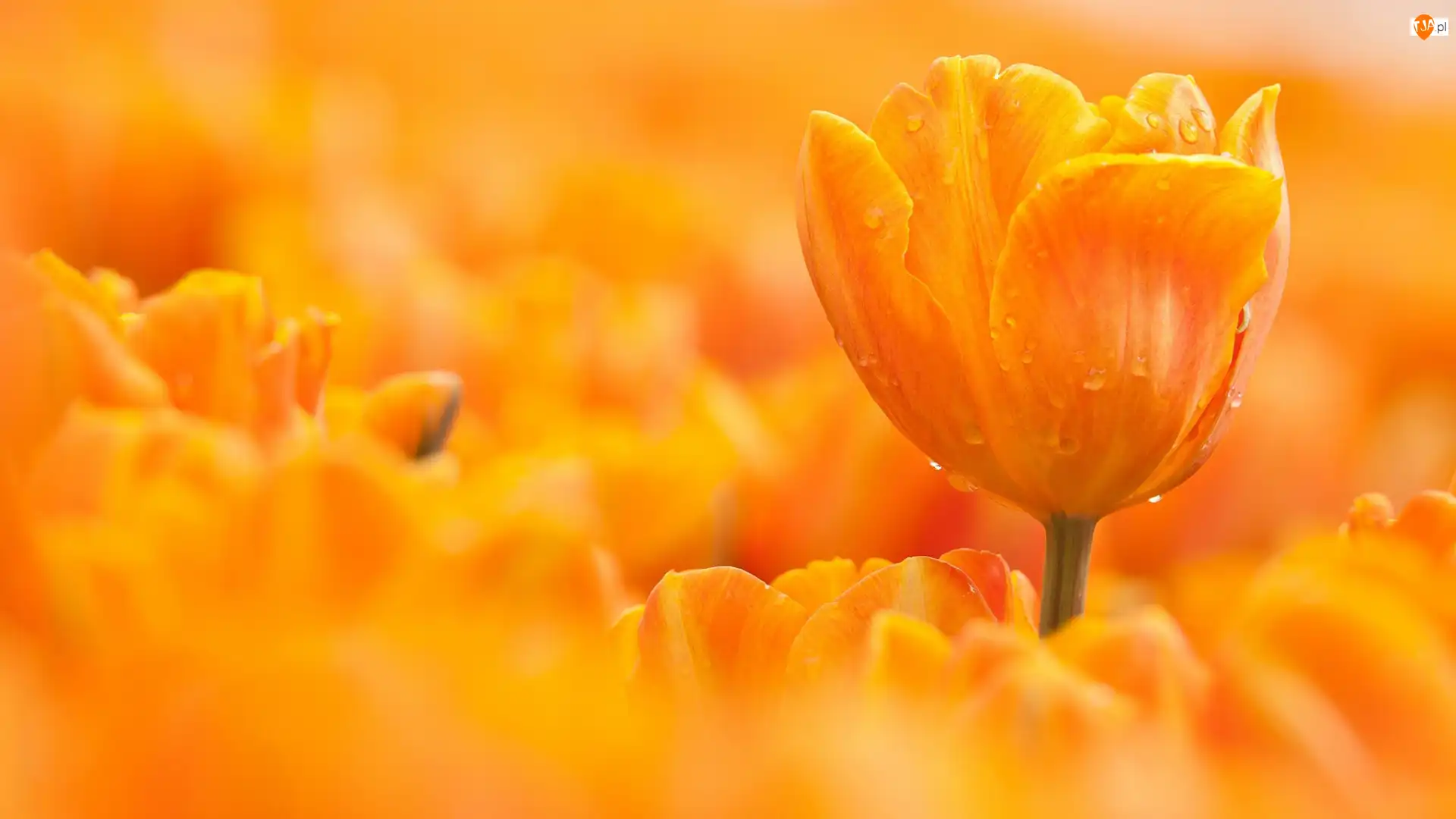 Kropelki, Tulipany