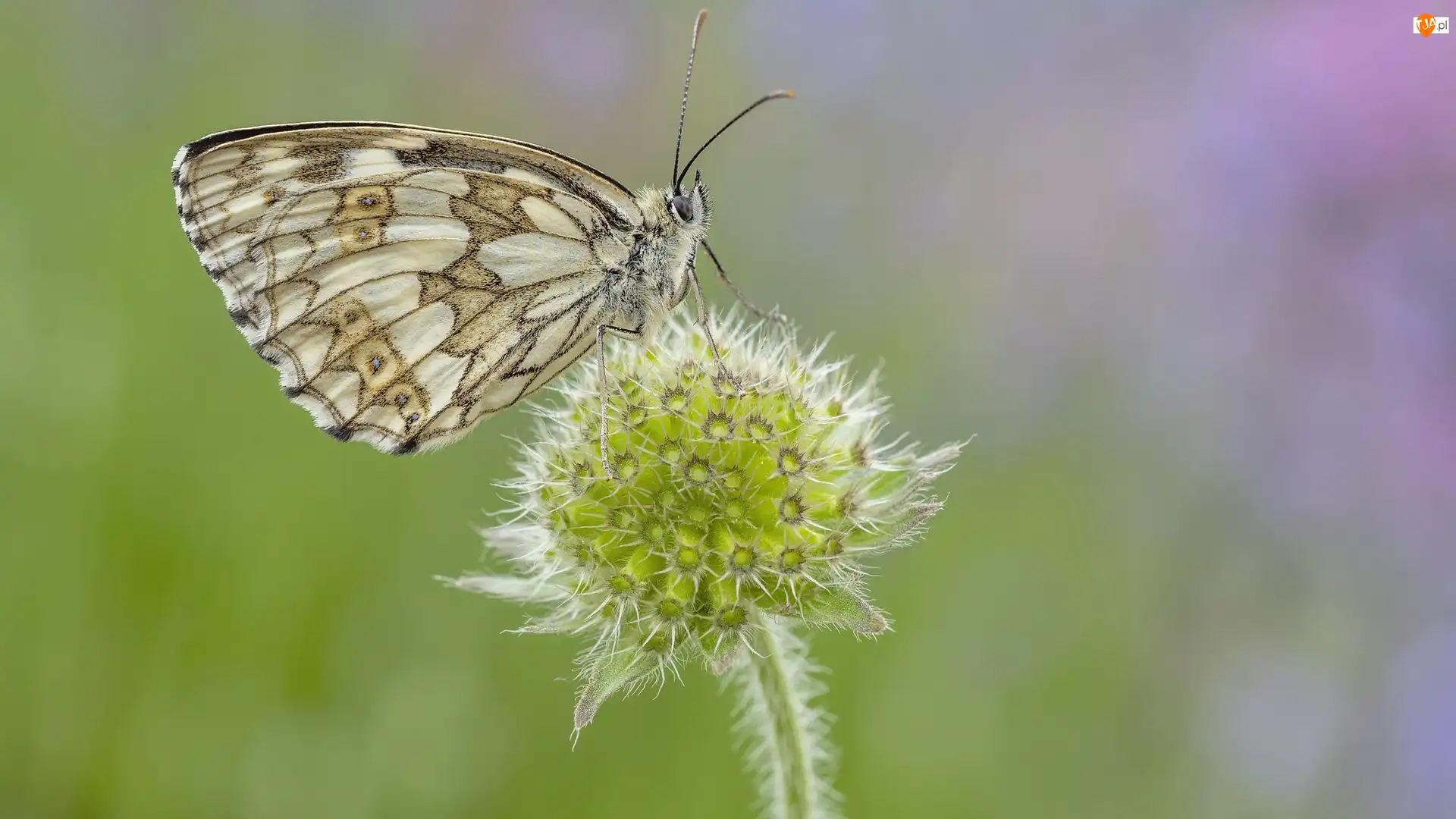 Kwiat, Motyl, Polowiec szachownica, Roślina
