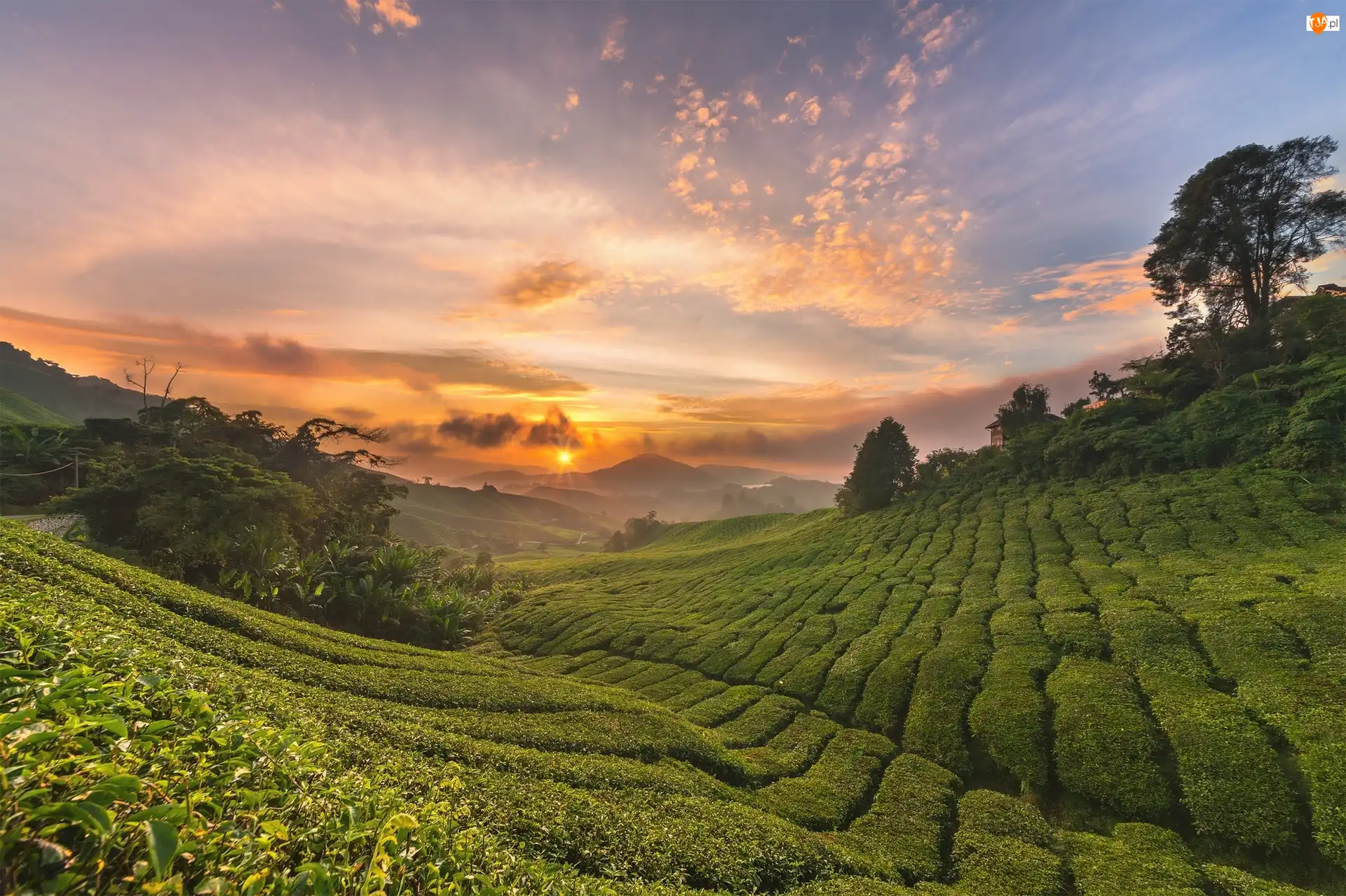 Malezja, Wzgórza, Stan Pahang, Promienie słońca, Cameron Highlands, Drzewa, Krzewy, Plantacja, Chmury