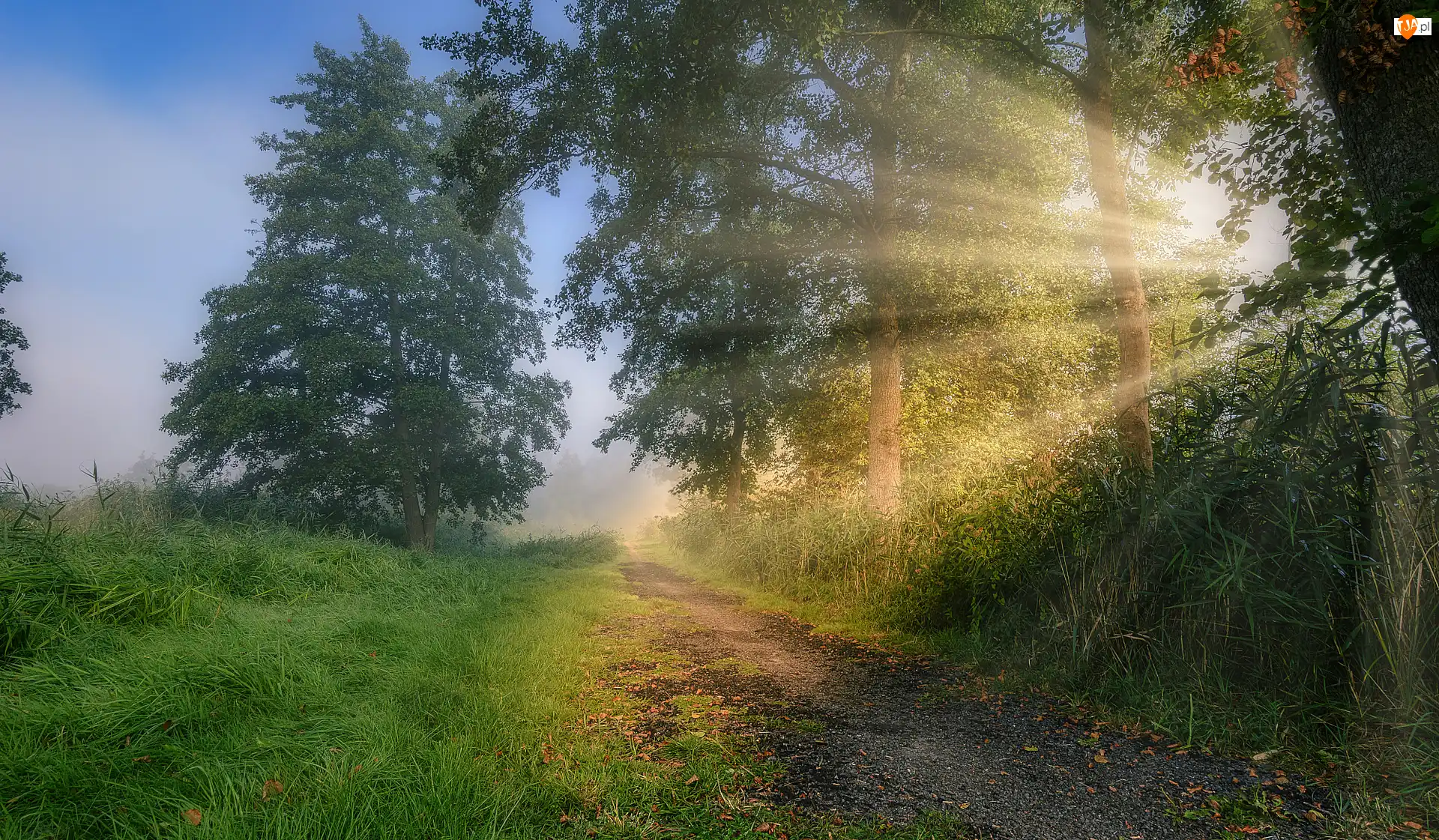 Ścieżka, Las, Trawa, Przebijające światło, Drzewa, Wschód słońca