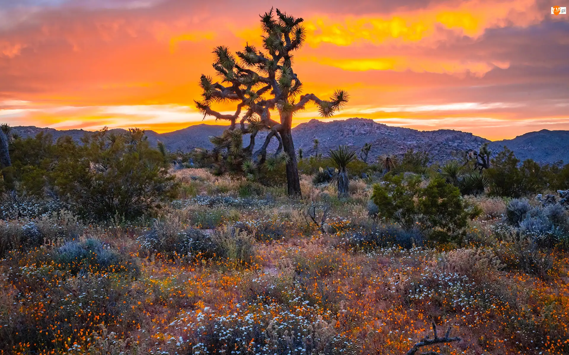 Drzewo Jozuego, Zachód słońca, Park Narodowy Joshua Tree, Stany Zjednoczone, Kwiaty, Kalifornia