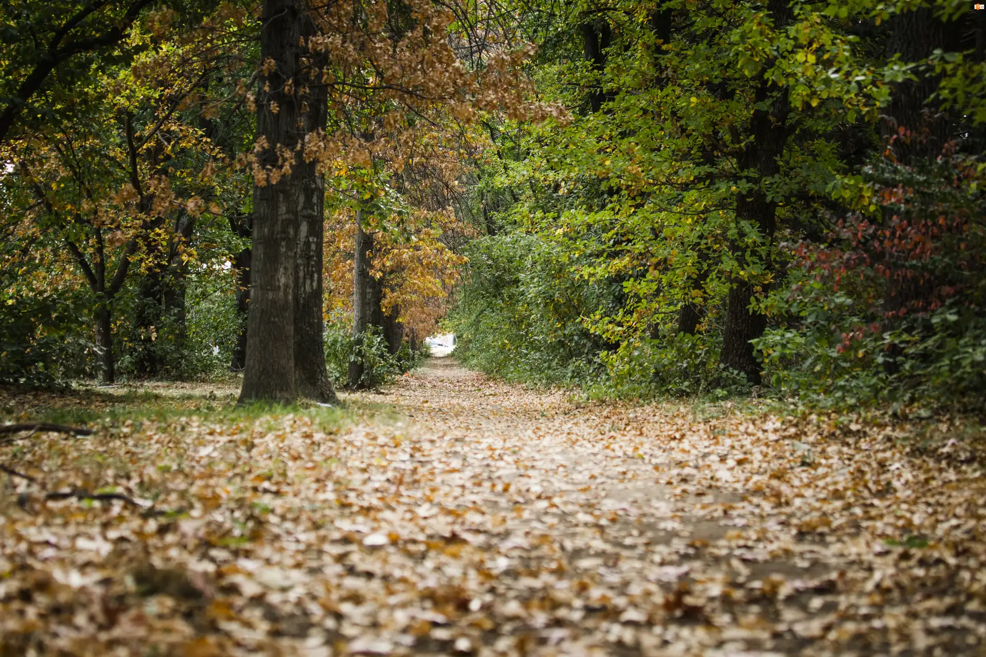 Ścieżka, Jesień, Park, Las