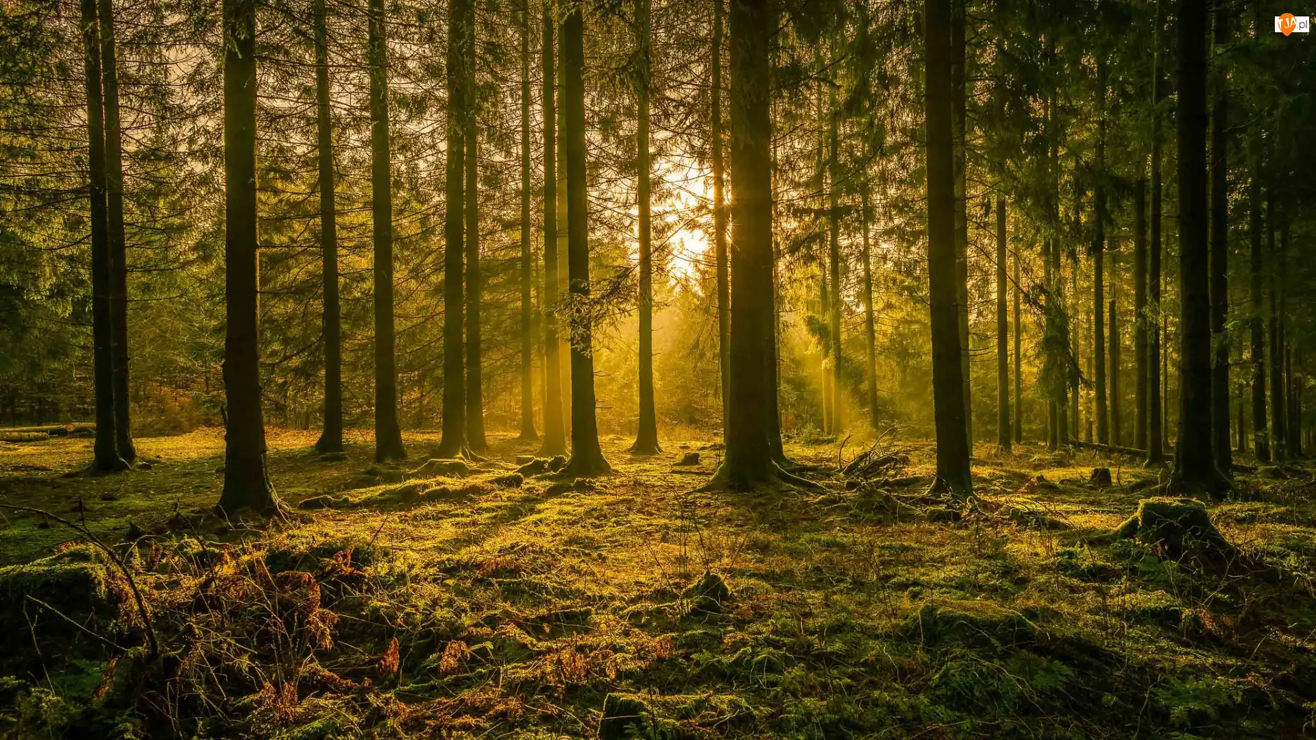 Drzewa, Las iglasty, Przebijające światło