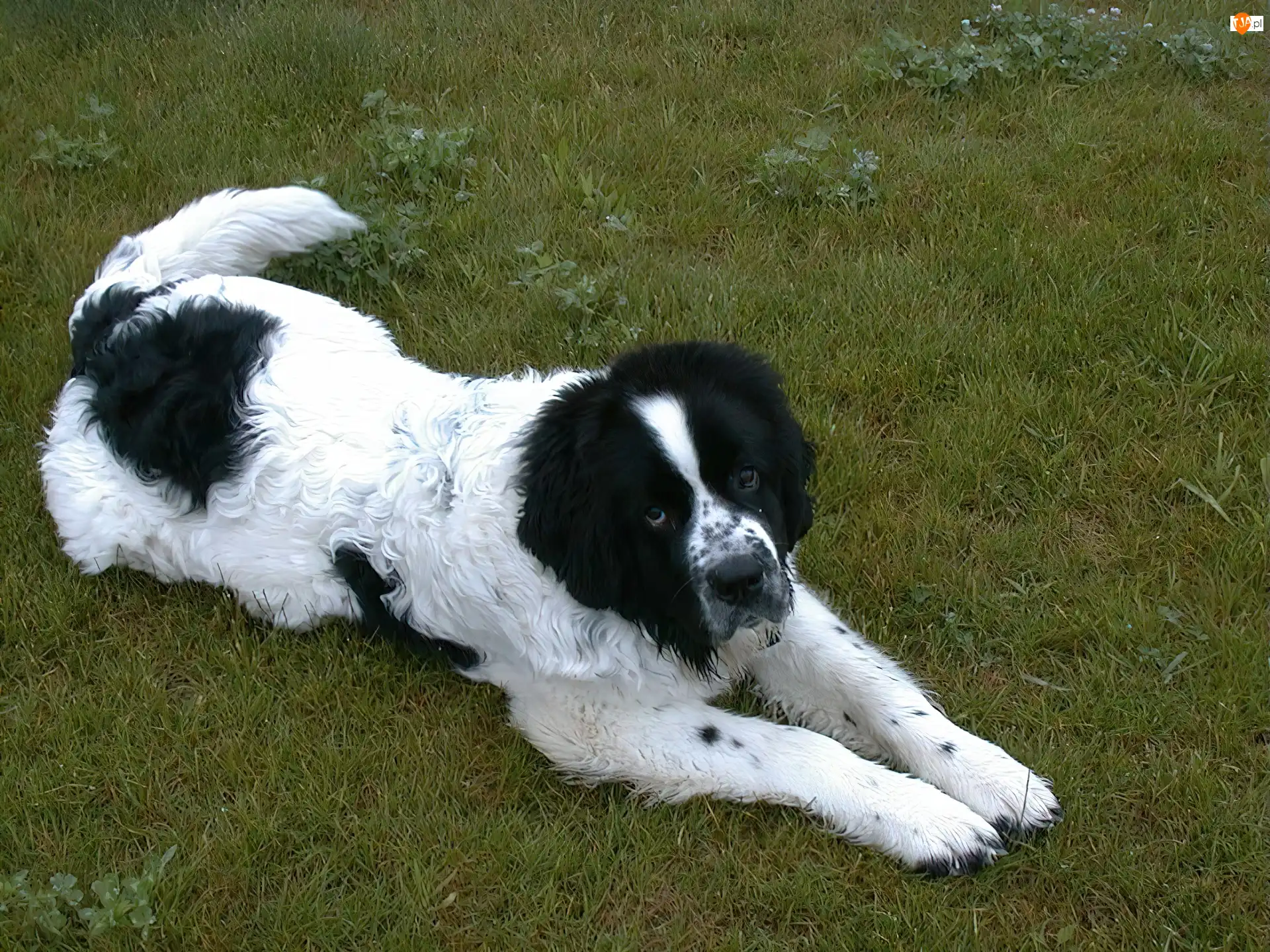 Landseer, biało-czarny