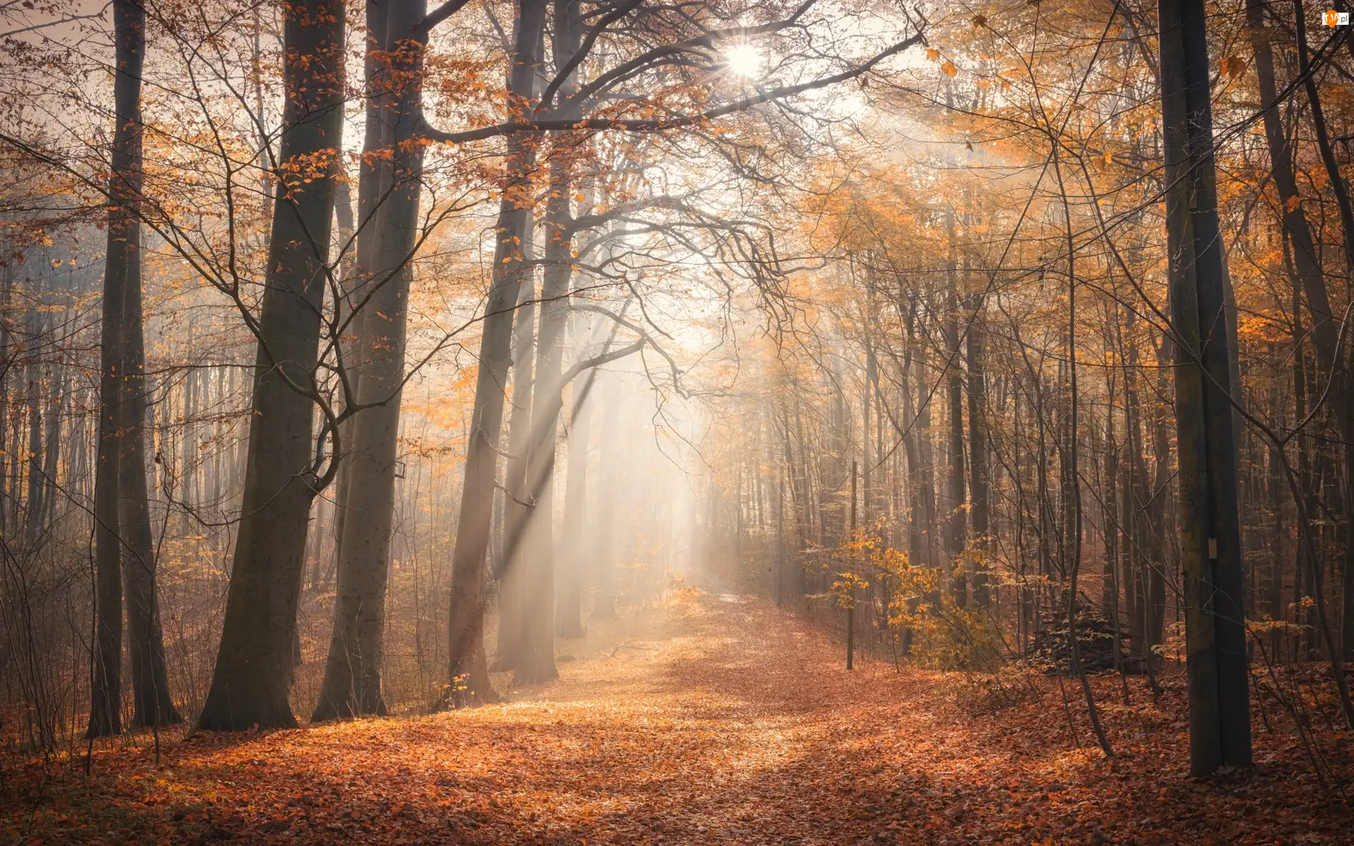 Przebijające światło, Jesień, Las, Drzewa
