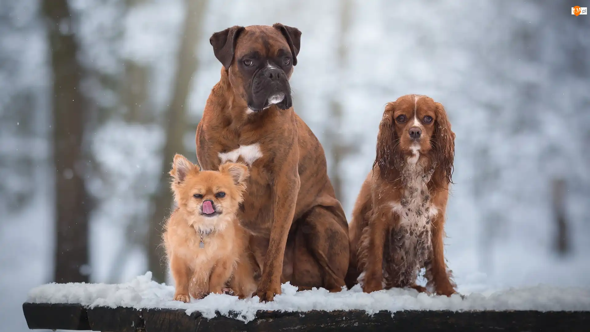 Cocker spaniel, Trzy, Psy, Bokser