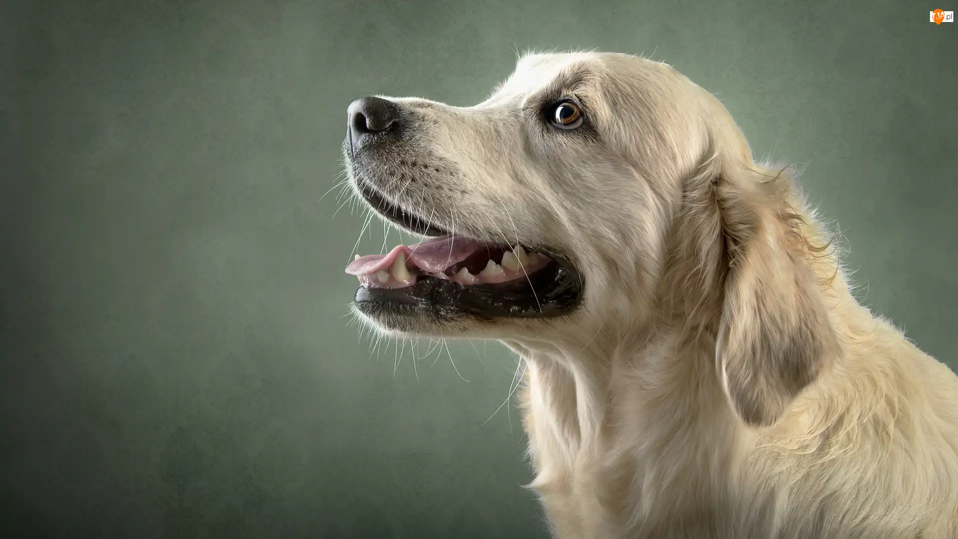 Mordka, Pies, Golden retriever
