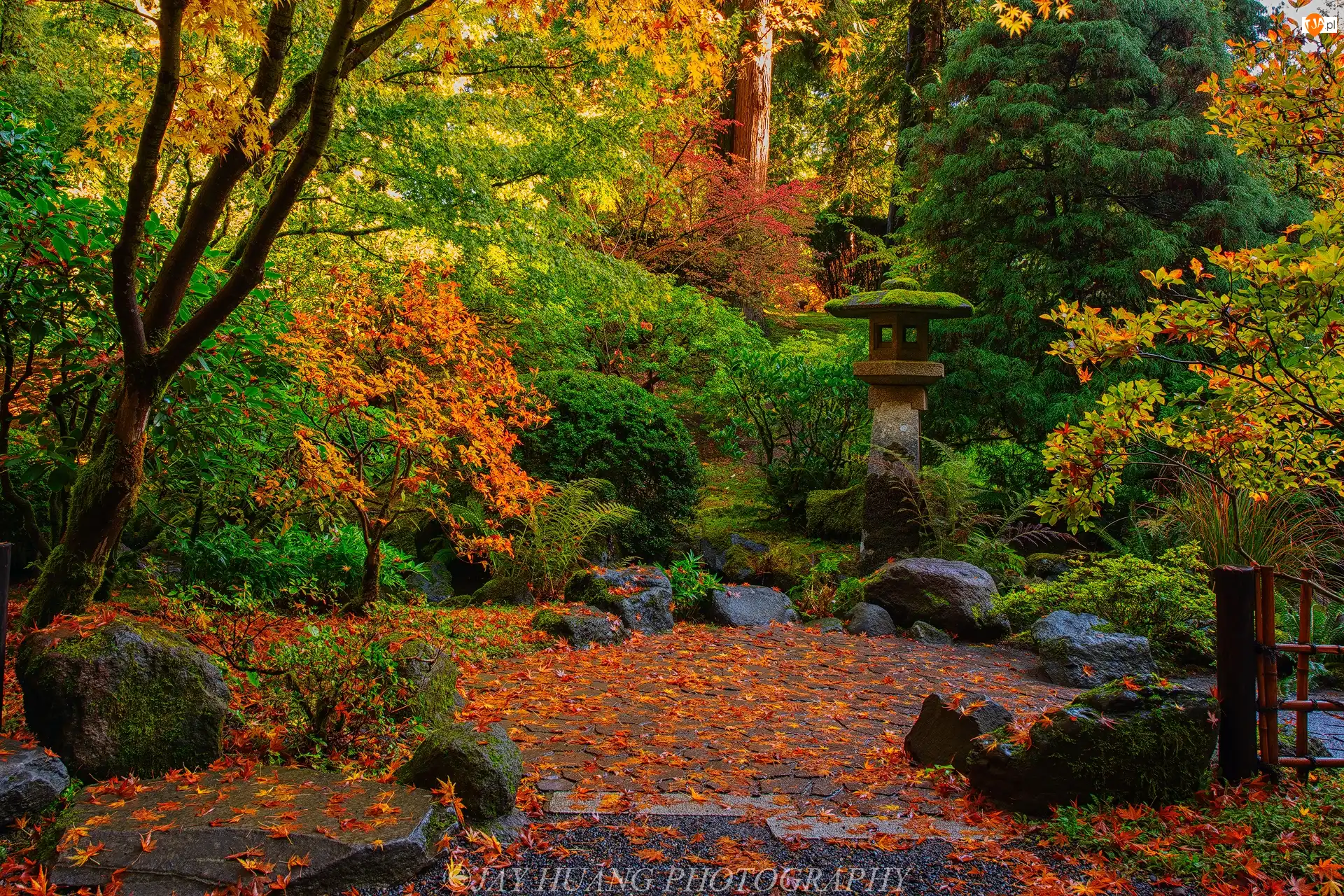 Portland, Ogród japoński, Jesień, Oregon, Drzewa, Portland Japanese Garden, Stany Zjednoczone, Krzewy