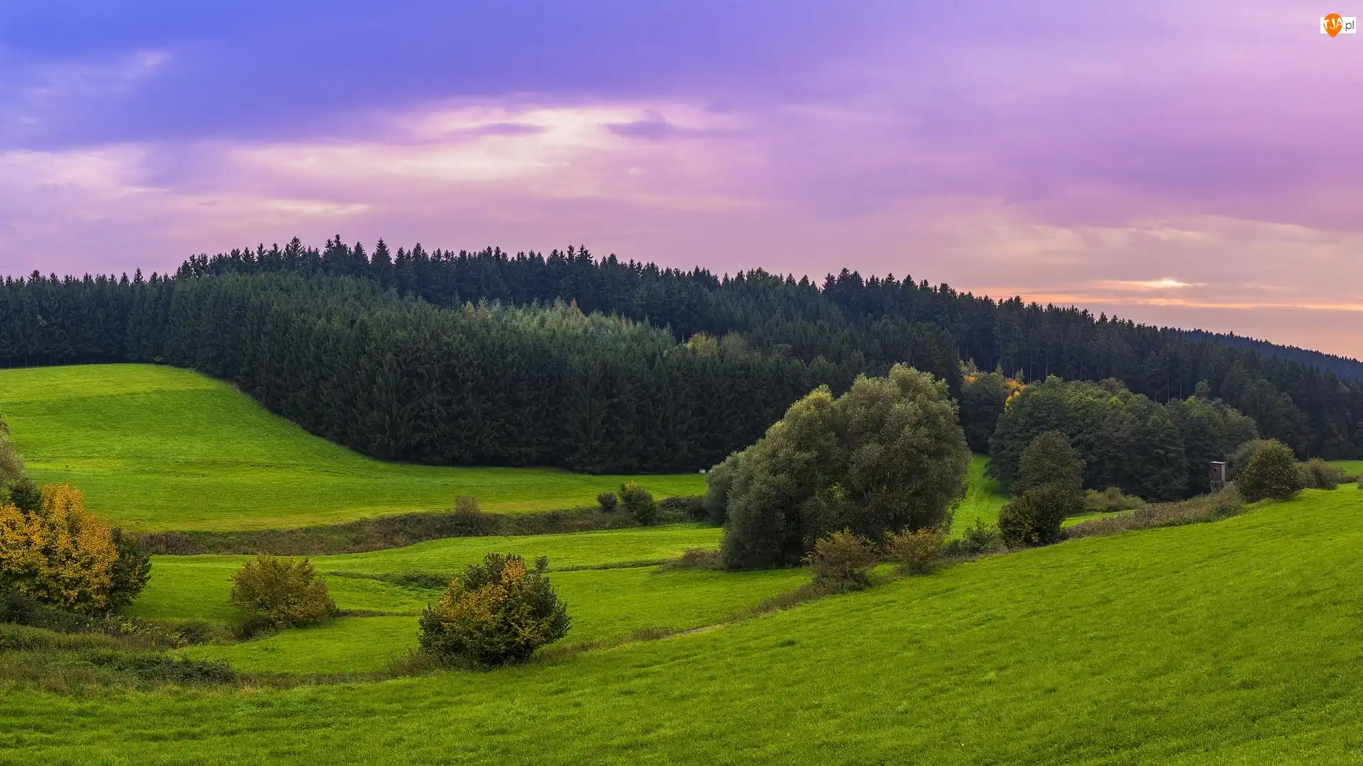 Wzgórze, Lasy, Trawa, Łąki, Drzewa
