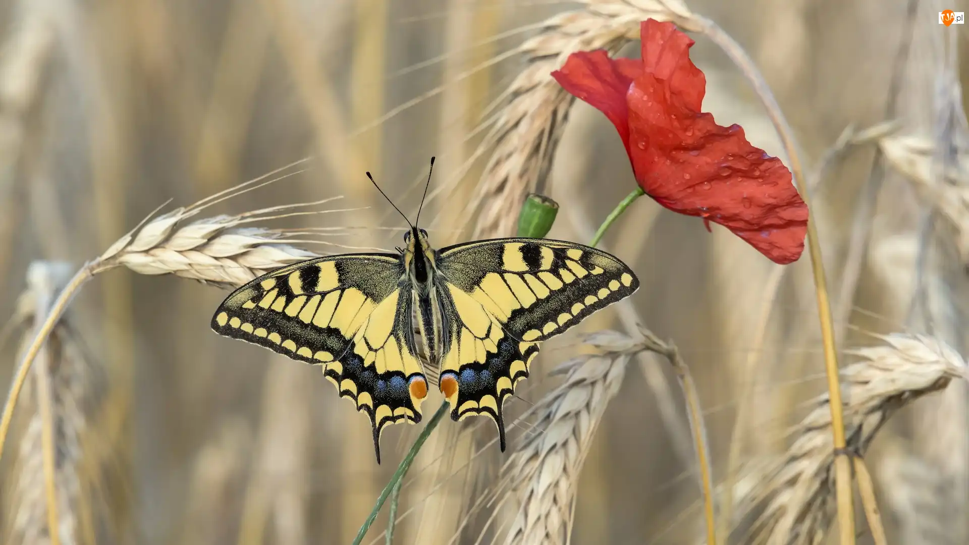 Mak, Paź królowej, Kłosy, Zboże, Motyl