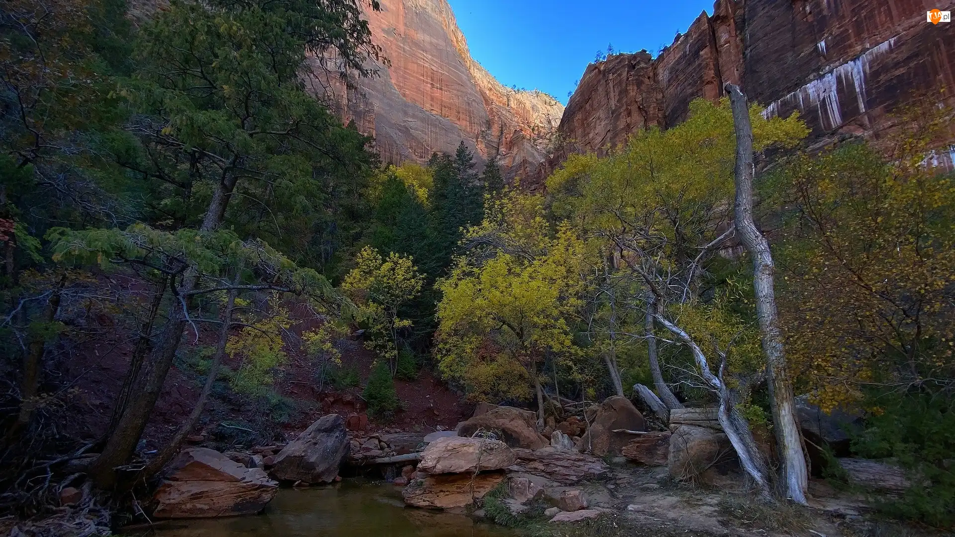 Drzewa, Park Narodowy Zion, Rzeka, Utah, Góry, Virgin River, Stany Zjednoczone, Skały